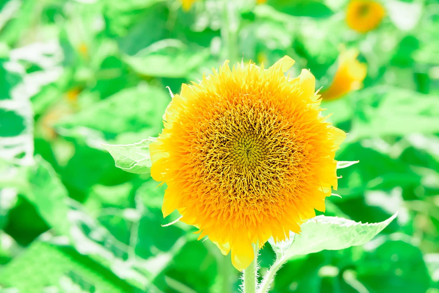 1000+ Sunflower Seeds for Planting Heirloom Non-GMO, Bulk Package of 15 Varieties Mix Seeds, Individually Packaged, Attracts Pollinators (Helianthus annuus) - Image 4