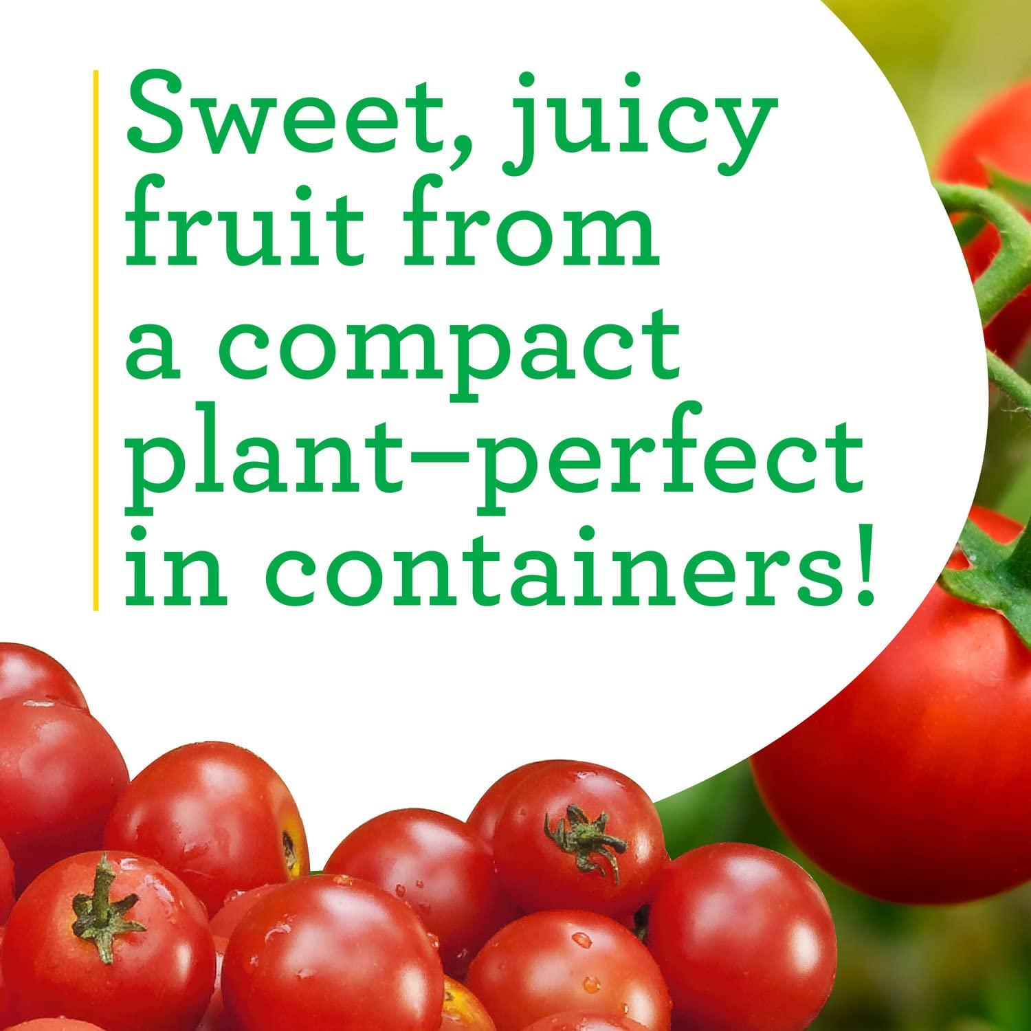 Bonnie PLANTS Husky Cherry Red Tomato Live Vegetable Plants - 4 Pack, Non-GMO, Bite Sized, Disease Resistant - Image 4