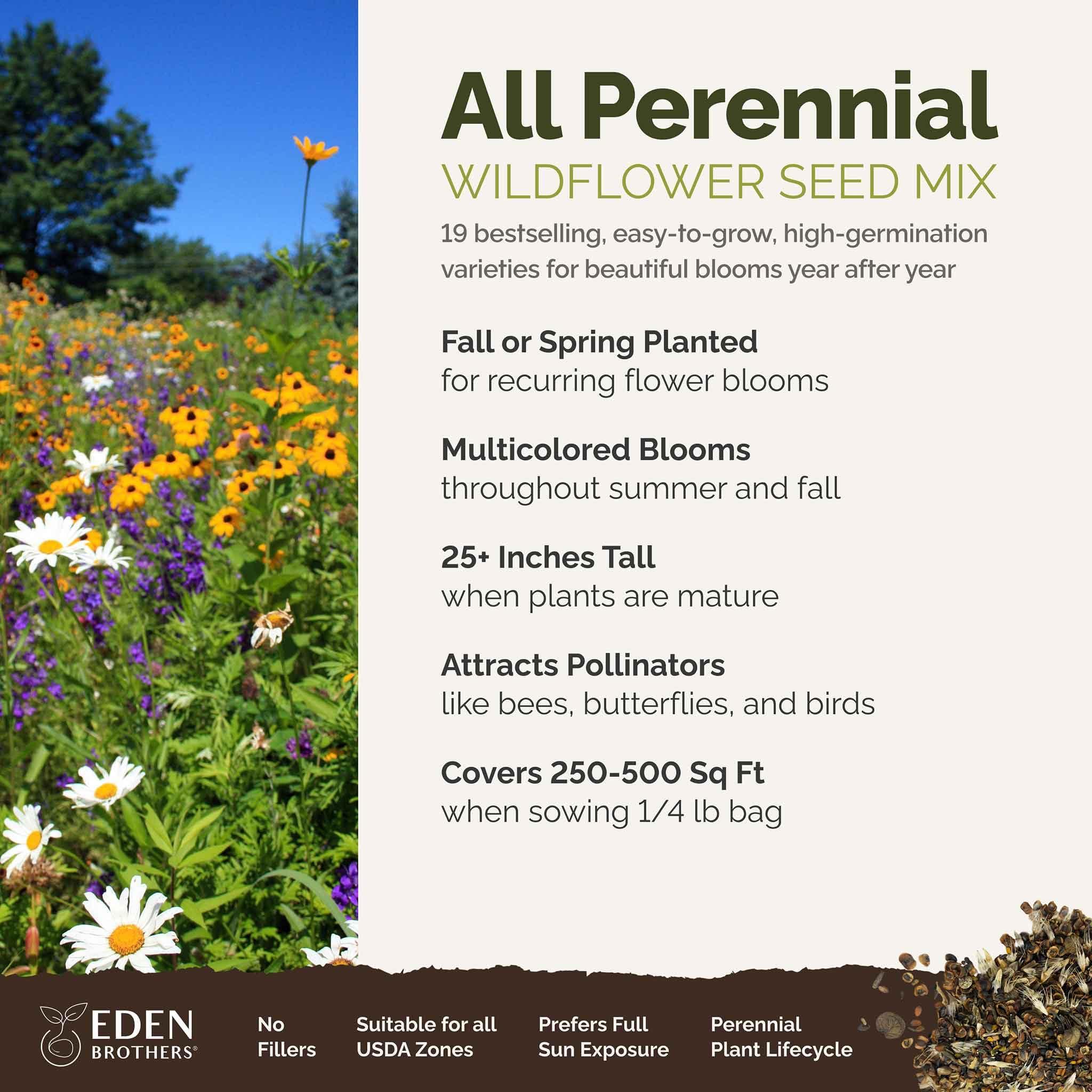 Eden Brothers All Perennial Wildflower Mixed Seeds for Planting, 1/4 lb, 120,000+ Seeds with Lupine, Shasta Daisy | Attracts Pollinators, Plant in Spring or Fall, Zones 3, 4, 5, 6, 7, 8, 9, 10 - Image 2