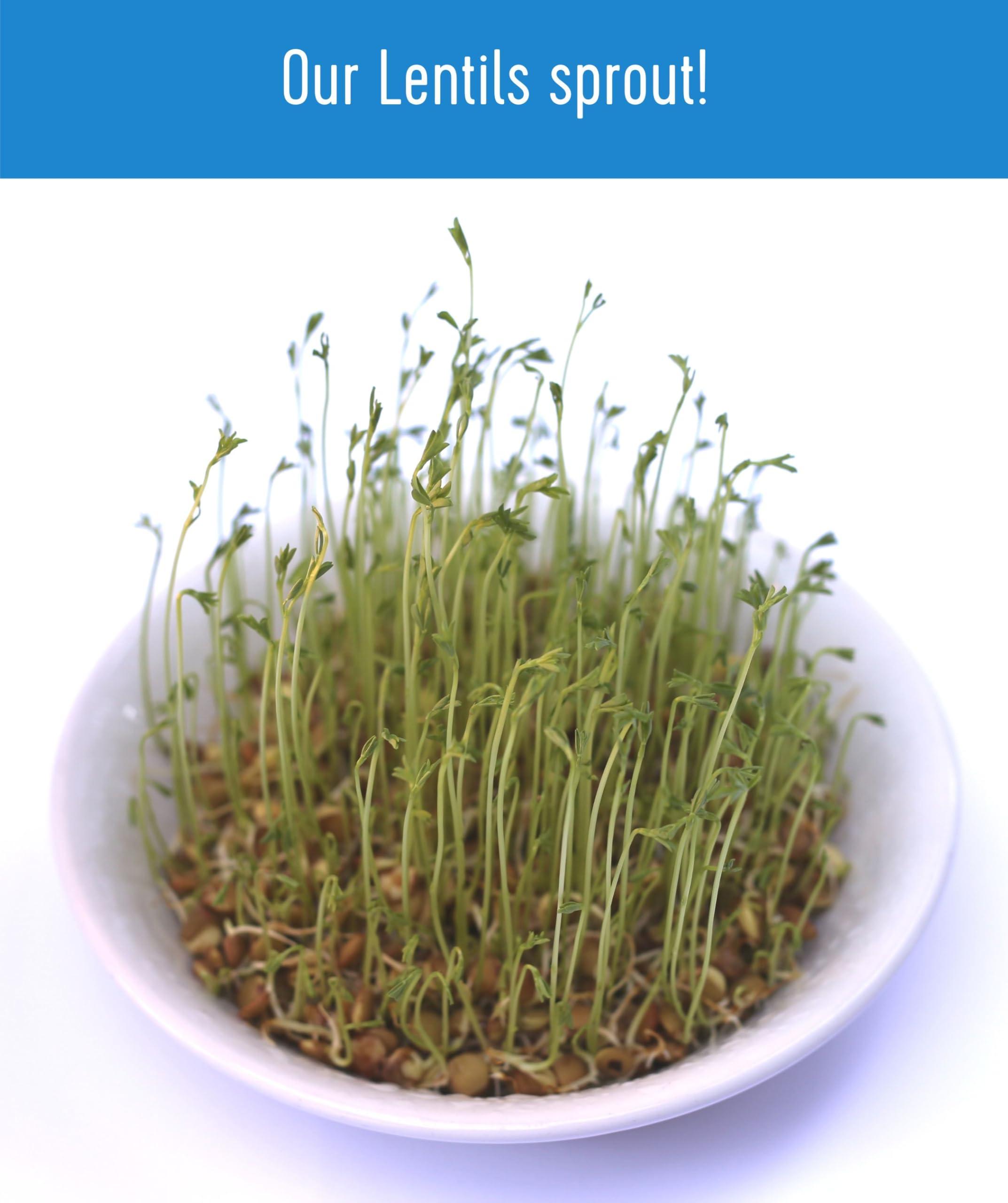 Certified Glyphosate Residue Free Brown Lentils | 25 LBS | Bulk | Desiccant Free | Sproutable | Non-GMO Project Verified | Kosher - Image 7