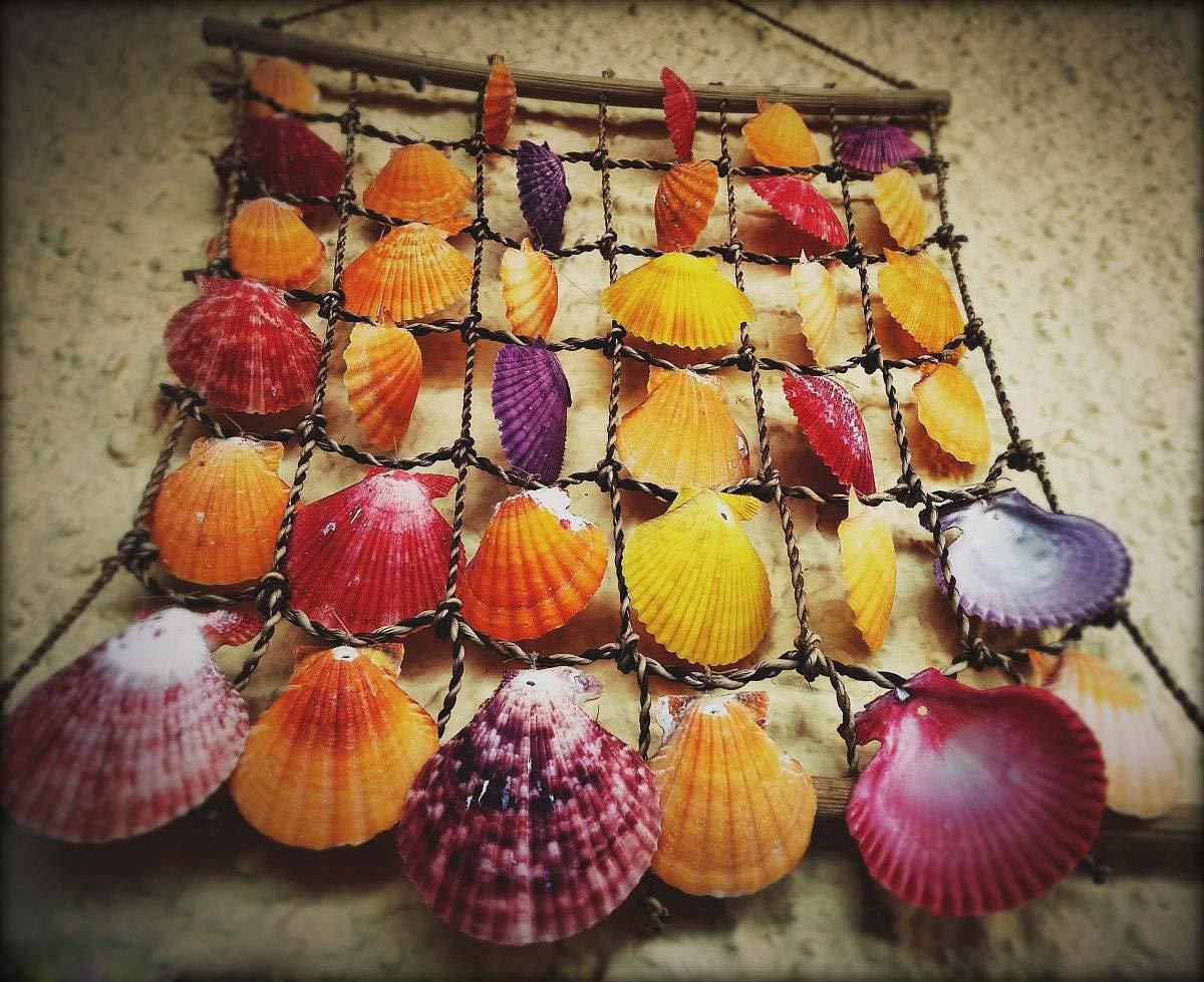 Sea Shells Mixed Beach Seashells 9 Kinds 1.2"-3.5 "Various Sizes Natural Seashells and 2 Kinds of Natural Starfish for Beach Themed Party DIY Crafts Fishtank Vase Fillers Home Wedding Decorations - Image 7