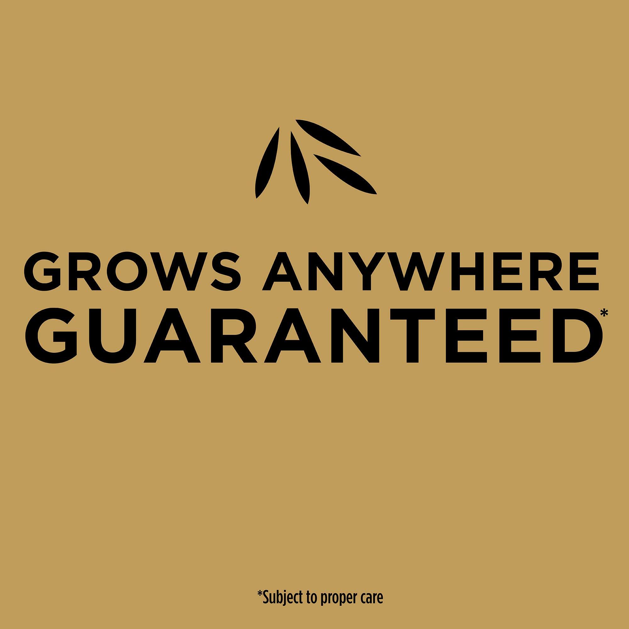 Scotts EZ Seed Patch & Repair Sun and Shade Mulch, Grass Seed, Fertilizer Combination for Bare Spots and Repair, 3.75 lb, Brown - Image 7