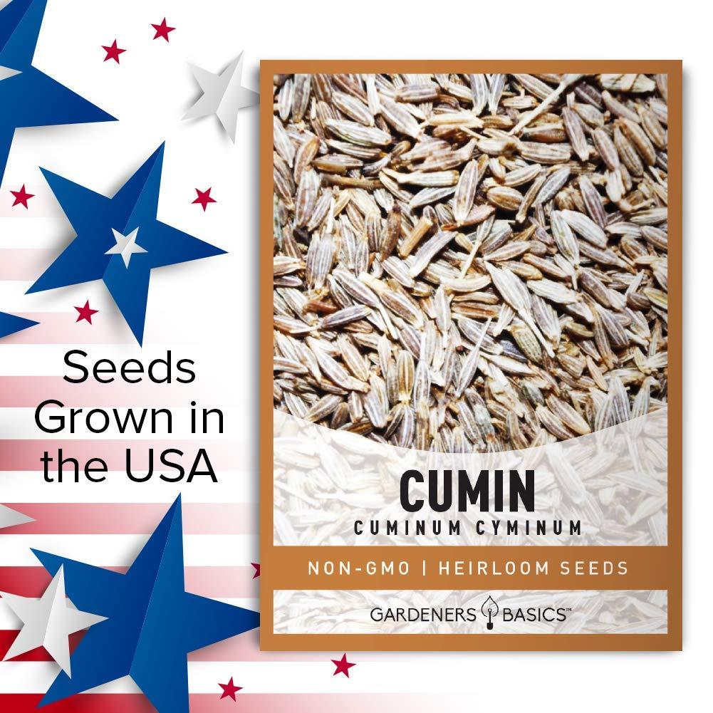 Gardeners Basics, Cumin Seeds for Planting is A Heirloom, Non-GMO Herb Variety- Cuminum Cyminum Herb Seeds Great for Indoor and Outdoor Gardening - Image 3