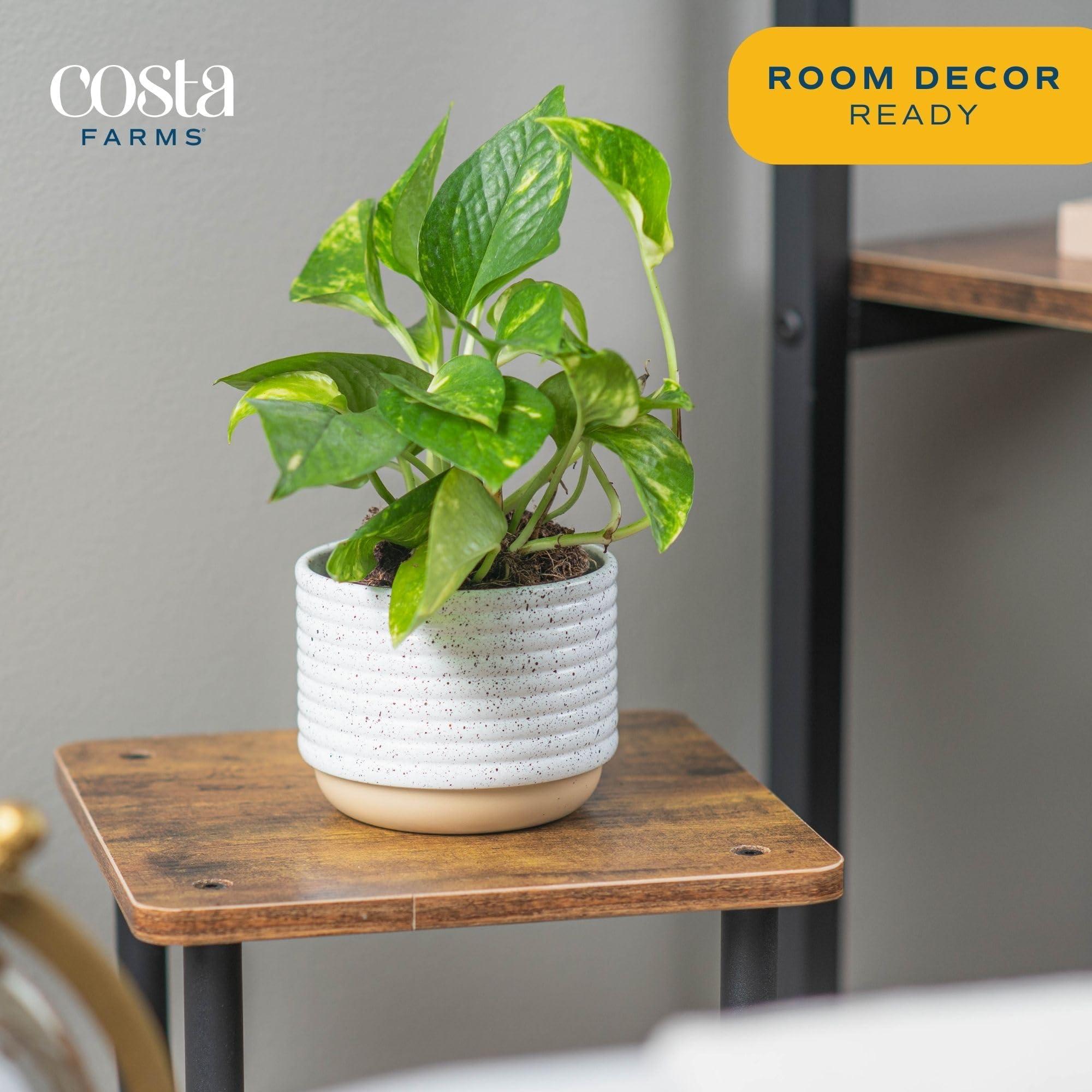 Costa Farms Live Pothos Plant, 10-Inches Tall, Easy to Grow Indoor Houseplant in 6-Inch Houseplant Pot, Vining, Trailing, Climbing Plant, Office, Desk or Home Décor - Image 3