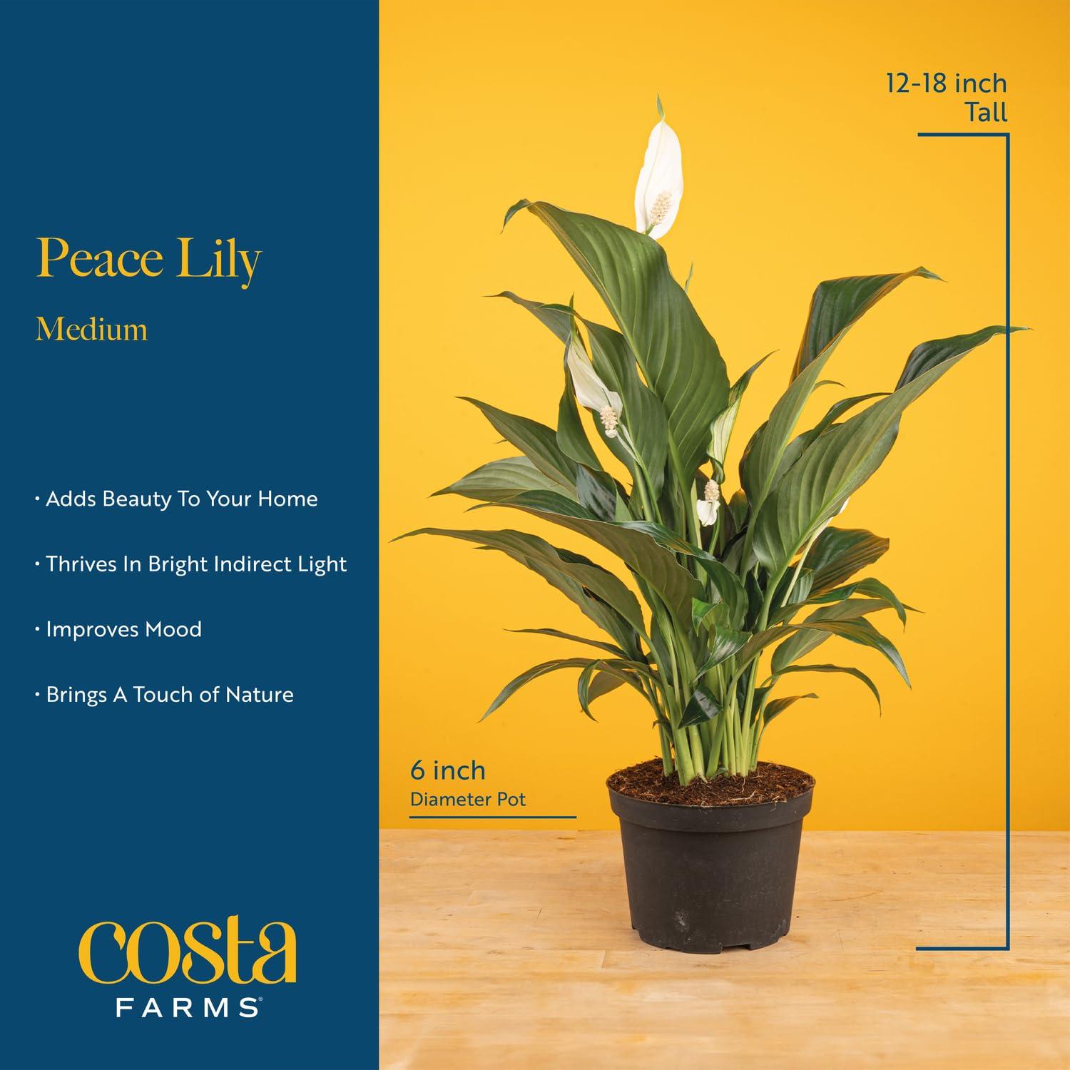 Costa Farms Peace Lily, Live Indoor Plant with Flowers, Easy to Grow Houseplant in Decorative Pot, Potting Soil, Thinking of You, Get Well Soon Gift, Room Decor, 1 Foot Tall - Image 4