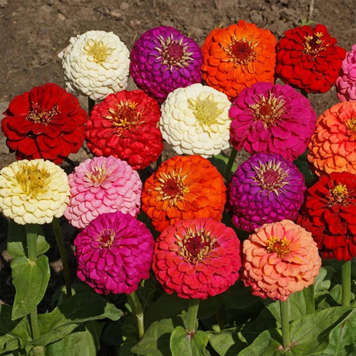 1000+ Crazy Blend Zinnia Seeds for Planting Zinnia Elegans Heirloom Open Pollinated & Untreated Mixed Color Zinnia Flowers - Image 5