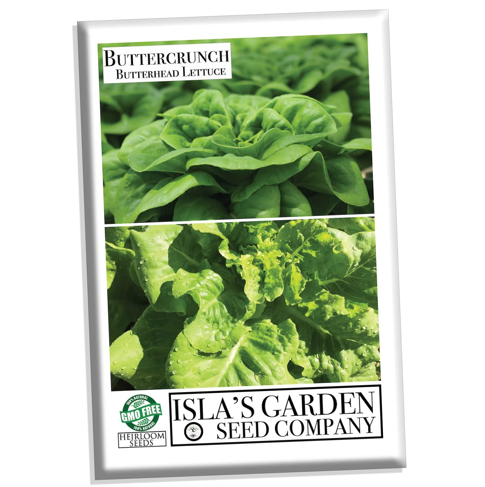 Buttercrunch Butterhead Lettuce Seeds for Planting, 1000 Heirloom Seeds Per Packet, (Isla's Garden Seeds), Non GMO Seeds, Botanical Name: Lactuca Sativa, Great Home Garden Gift