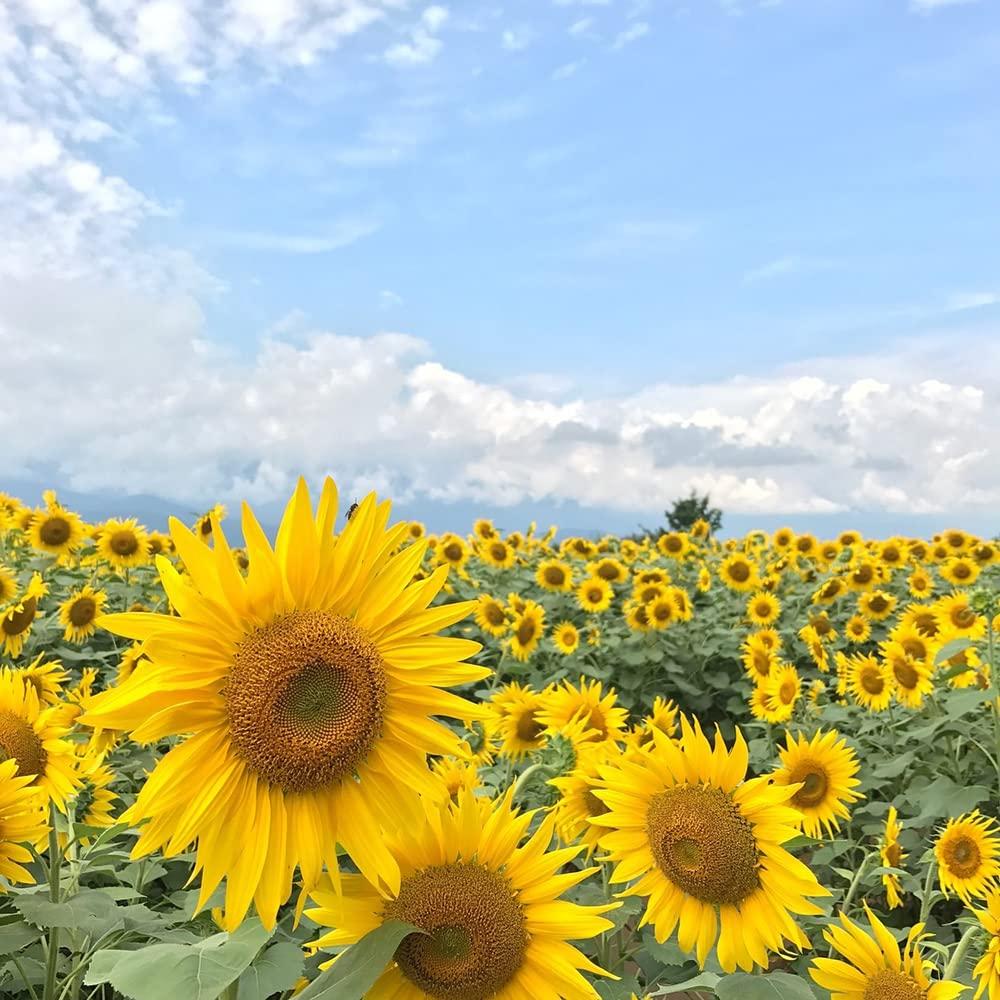 1000+ Sunflower Seeds for Planting Heirloom Non-GMO, Bulk Package of 15 Varieties Mix Seeds, Individually Packaged, Attracts Pollinators (Helianthus annuus) - Image 2