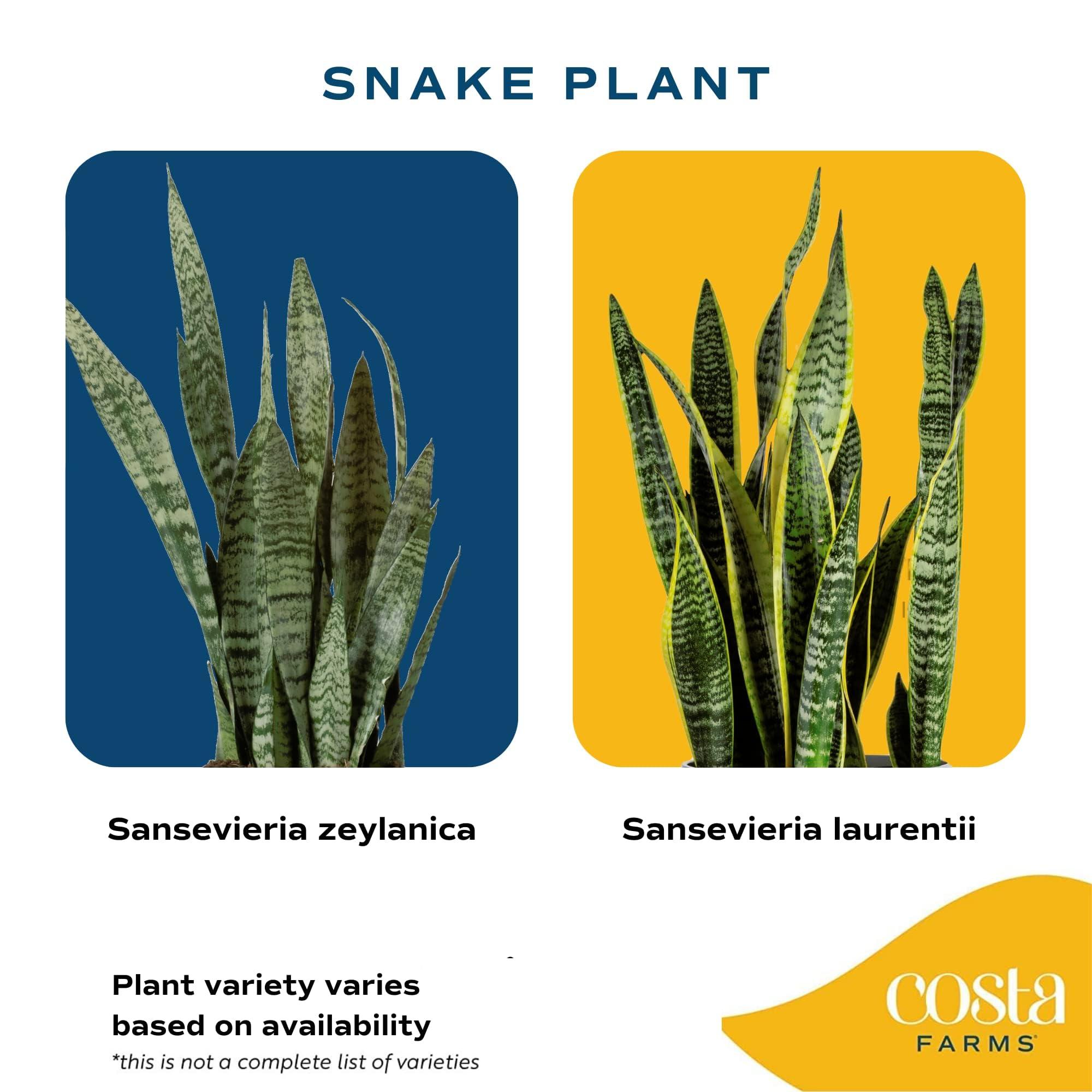 Costa Farms Snake, Sansevieria White-Natural Decor Planter Live Indoor Plant, 12-Inch Tall, Grower's Choice, Green, Yellow - Image 5