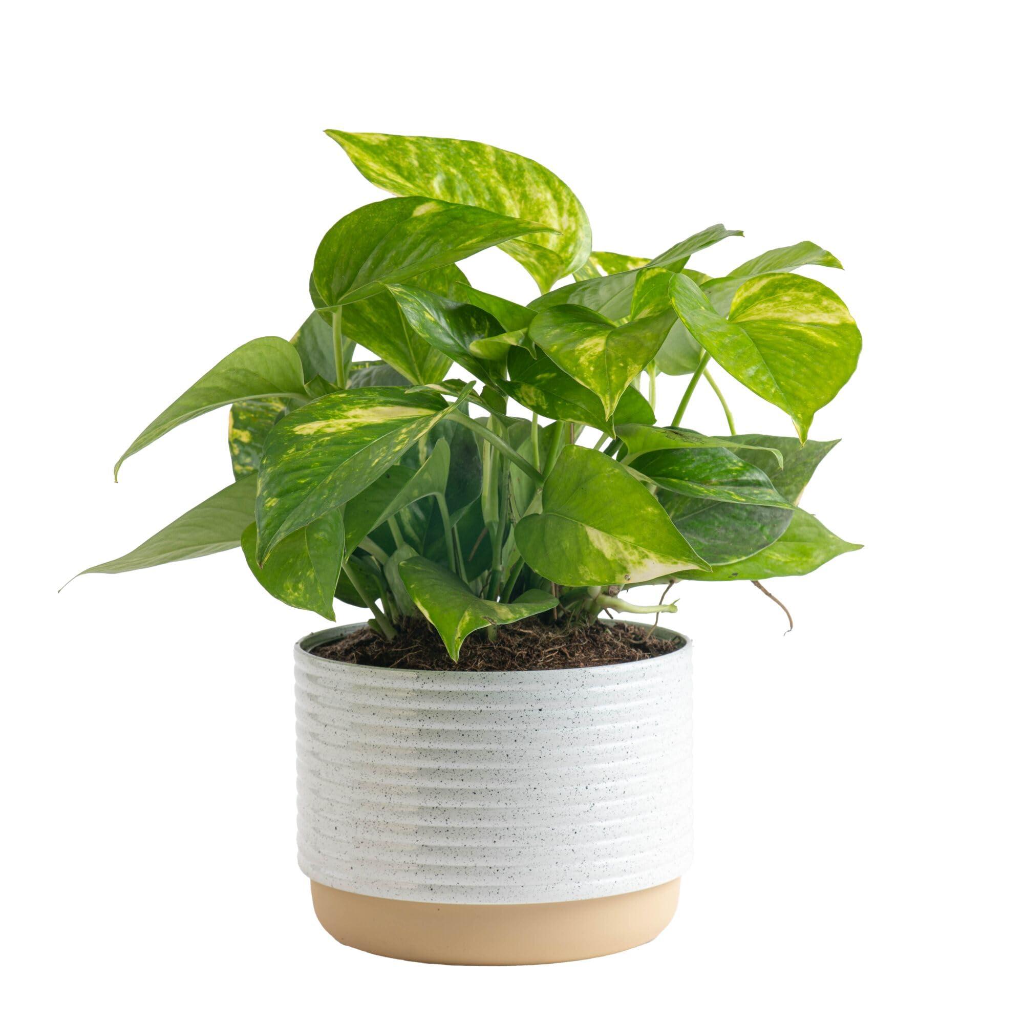Costa Farms Golden Pothos Live Plant, Easy Care Indoor House Plant in Modern Decor Planter Pot, Potting Soil, Natural Air Purifier Houseplant, Housewarming Gift, Home Decor, Room Decor, 10-Inches Tall