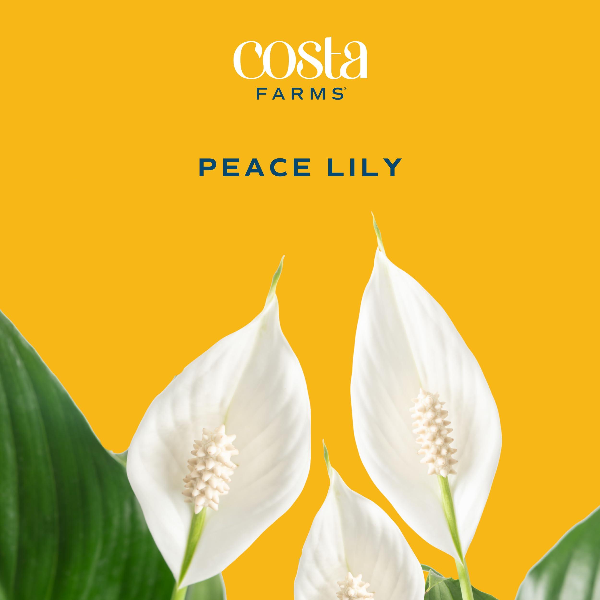 Costa Farms Peace Lily, Live Indoor Plant with Flowers, Easy to Grow Houseplant in Decorative Pot, Potting Soil, Thinking of You, Get Well Soon Gift, Room Decor, 1 Foot Tall - Image 3