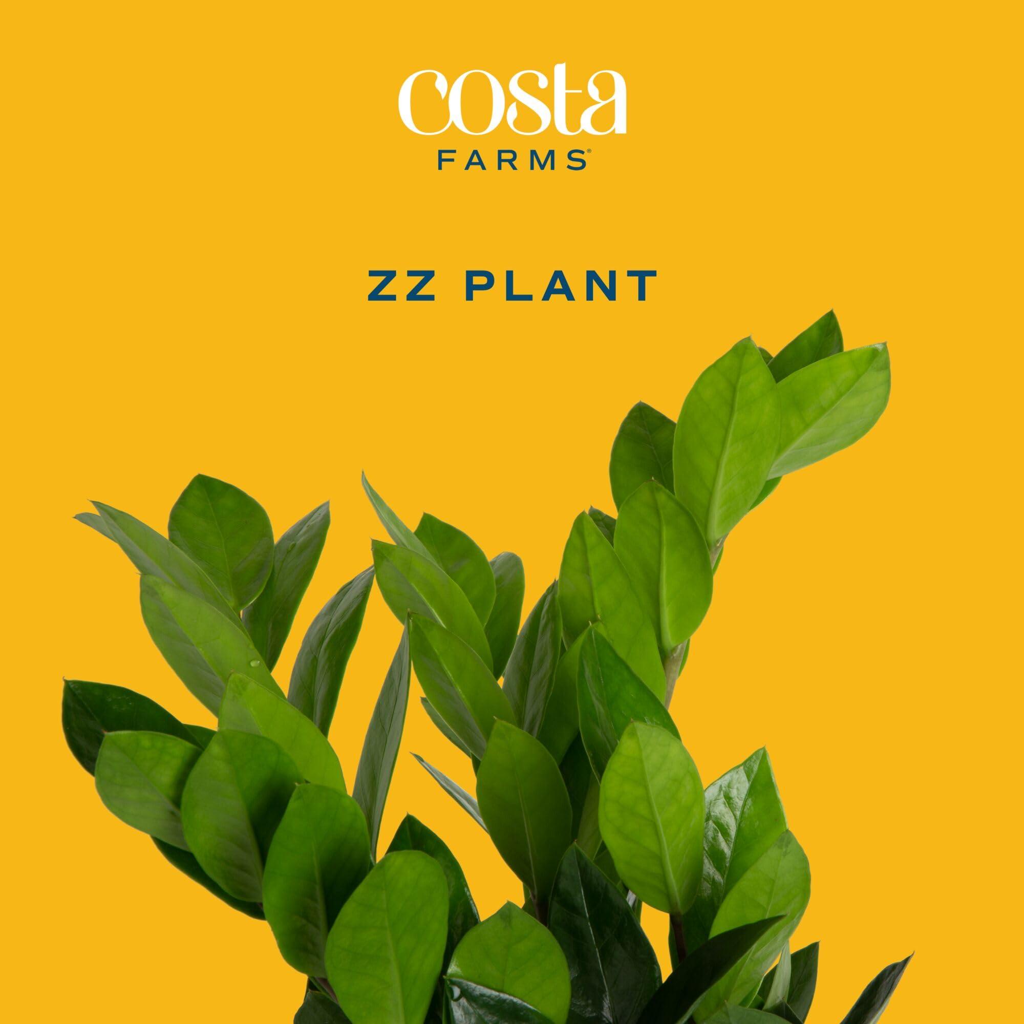 Costa Farms ZZ Plant, Live Indoor Houseplant in Modern Decor Planter, Natural Air Purifier in Potting Soil, Gift for Plant Lovers, Birthday Gift, Tabletop Living Room Decor, Desk Decor, 12-Inches Tall - Image 3