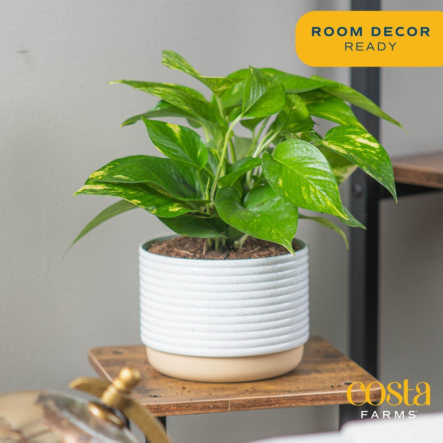 Costa Farms Golden Pothos Live Plant, Easy Care Indoor House Plant in Modern Decor Planter Pot, Potting Soil, Natural Air Purifier Houseplant, Housewarming Gift, Home Decor, Room Decor, 10-Inches Tall - Image 2