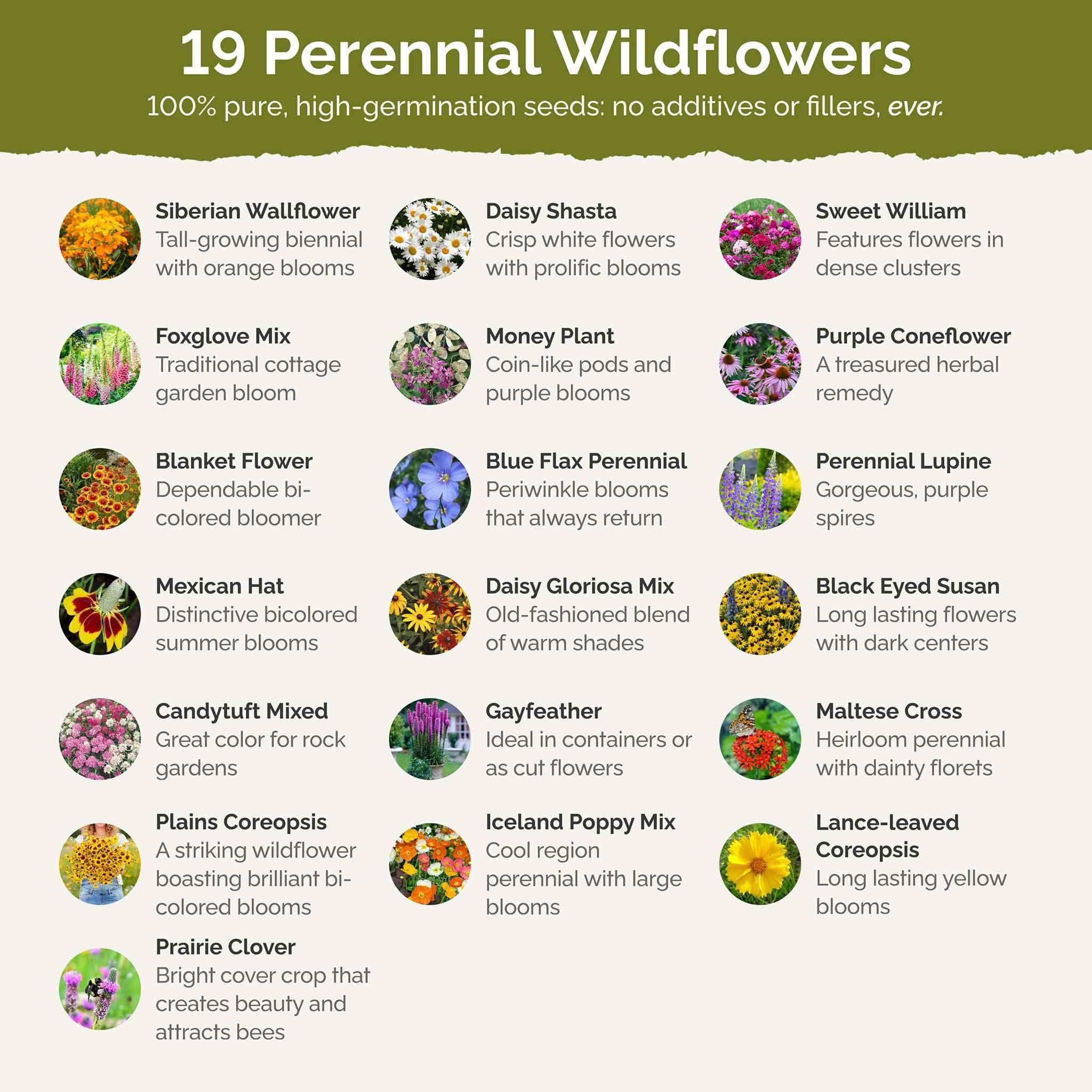 Eden Brothers All Perennial Wildflower Mixed Seeds for Planting, 1/4 lb, 120,000+ Seeds with Lupine, Shasta Daisy | Attracts Pollinators, Plant in Spring or Fall, Zones 3, 4, 5, 6, 7, 8, 9, 10 - Image 3
