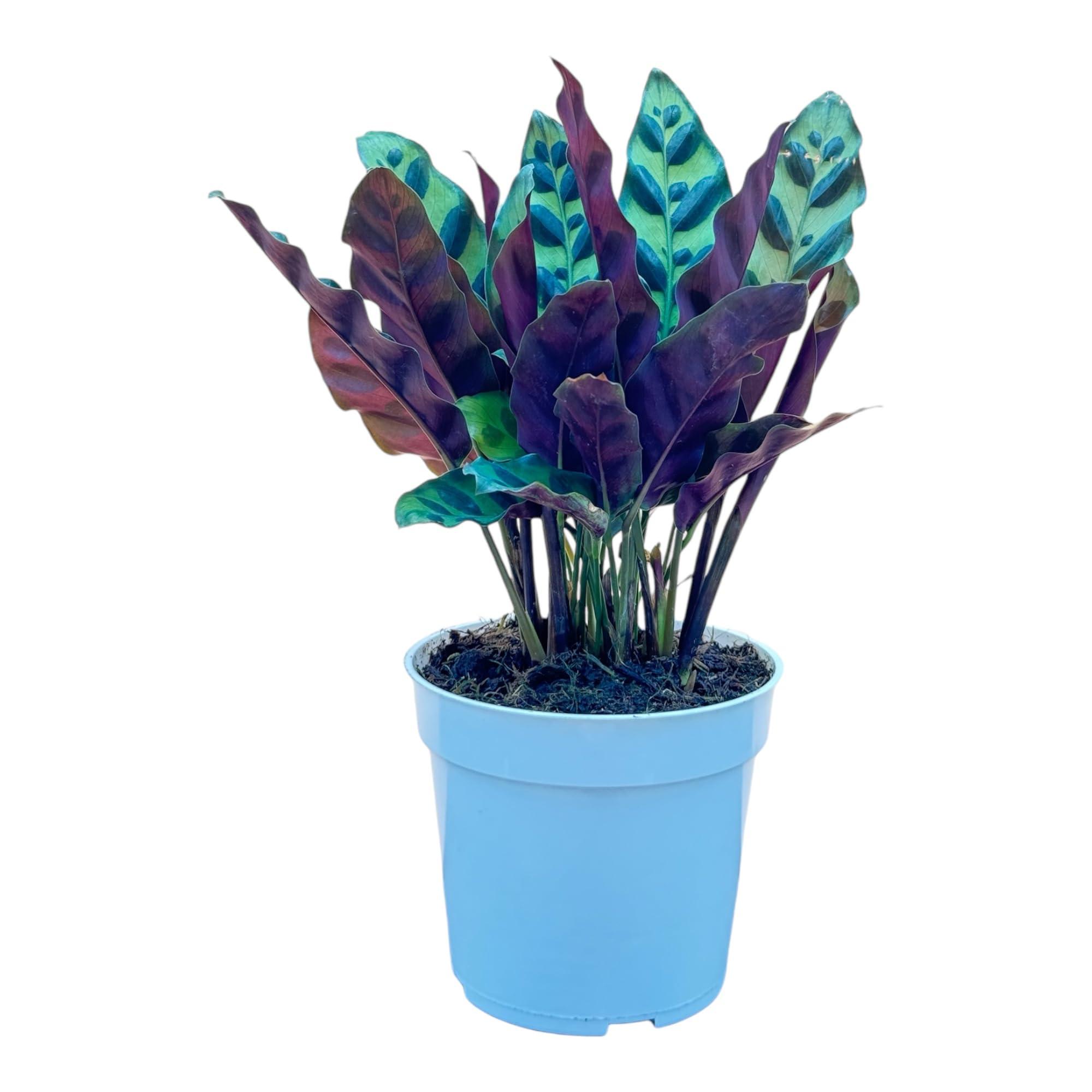 Rattlesnake Calathea Live Plant - Air Purifier, Colorful House Plant, Ideal for Home Decor and Room Decor - Calathea Rattlesnake for Indoor Plants, Calathea Lancifolia Prayer Plant
