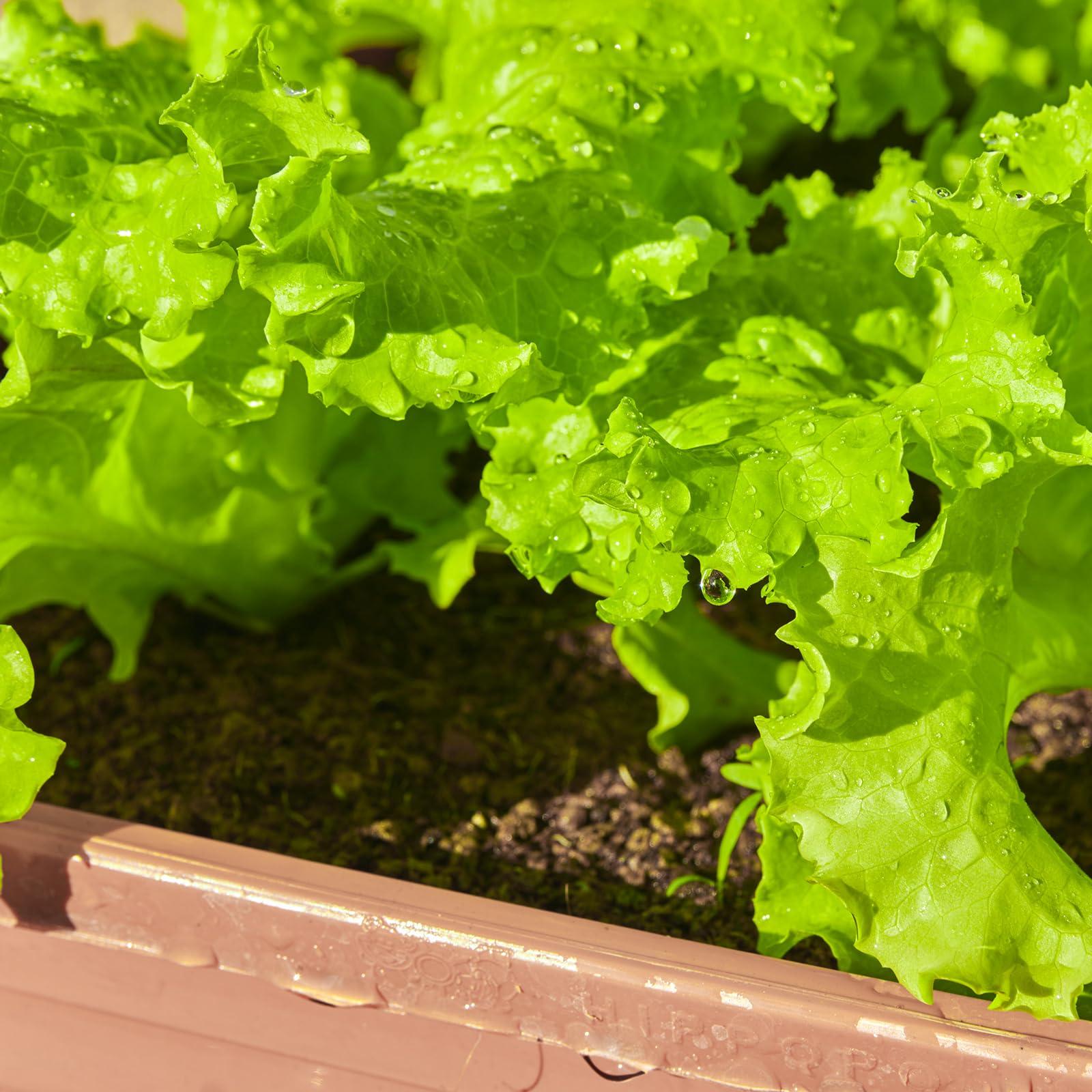 20,000+ Lettuce Seeds, Heirloom Vegetable Seed for Planting Indoor Outdoor, 10 Varieties Fresh Lettuce Salad Seeds Garden Hydroponics Kit - Romaine, Iceberg, Boston, Bibb and More, Non-GMO - Image 4