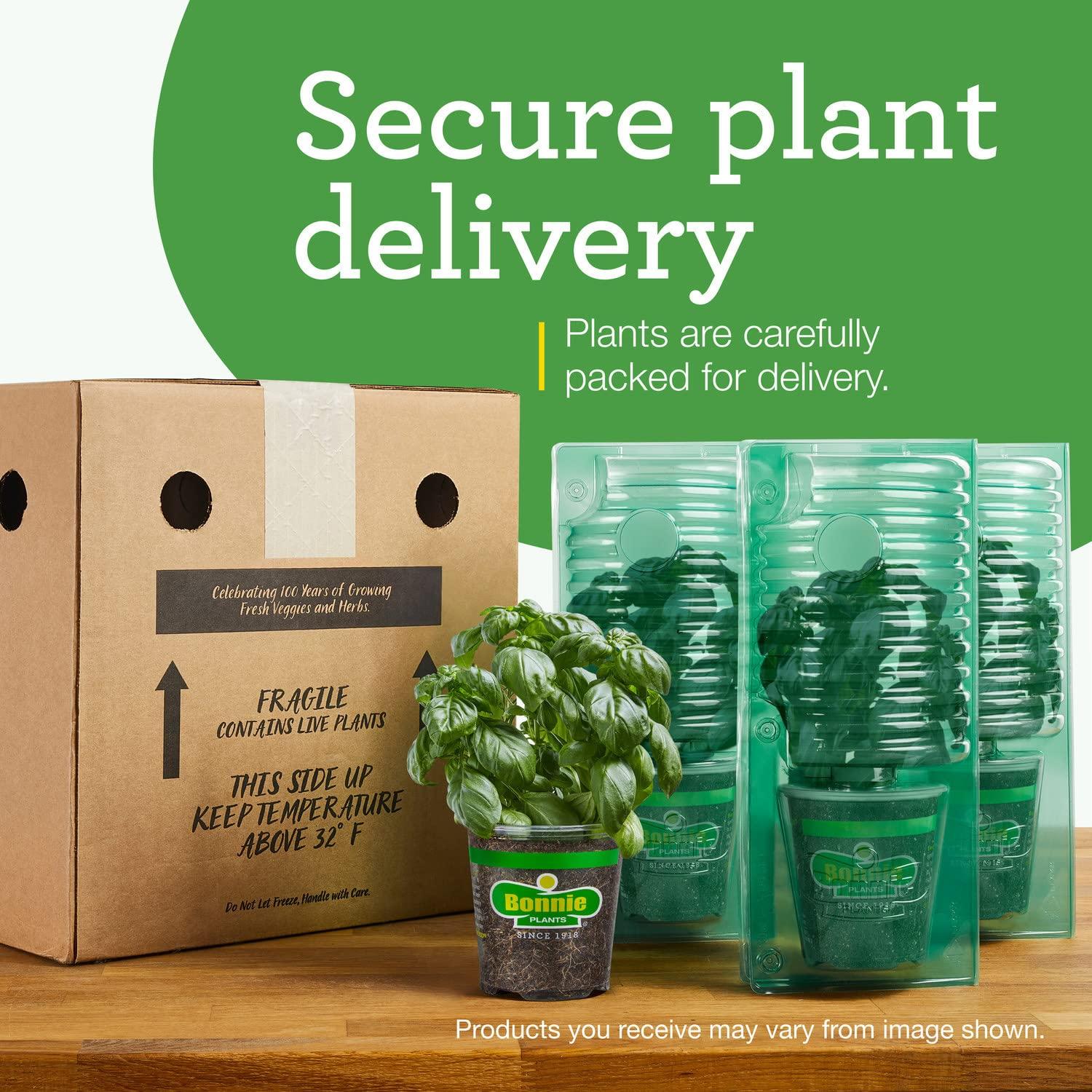 Bonnie PLANTS Husky Cherry Red Tomato Live Vegetable Plants - 4 Pack, Non-GMO, Bite Sized, Disease Resistant - Image 8