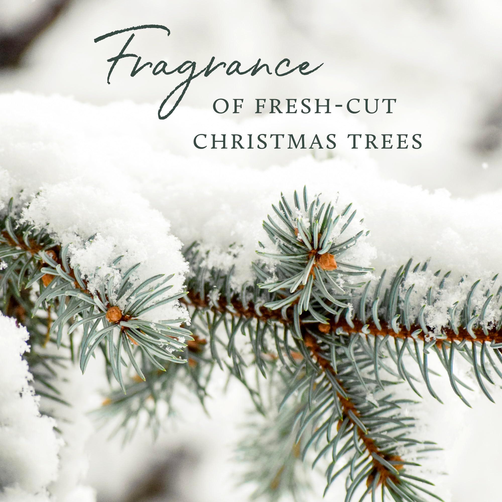 Thymes Frasier Fir Pine Needle Candle – Holiday Candles for Home Scented with Notes of Crisp Siberian Fir, Cedarwood & Sandalwood – Christmas Decor – Christmas Gifts for Women & Men (6.5 oz) - Image 6