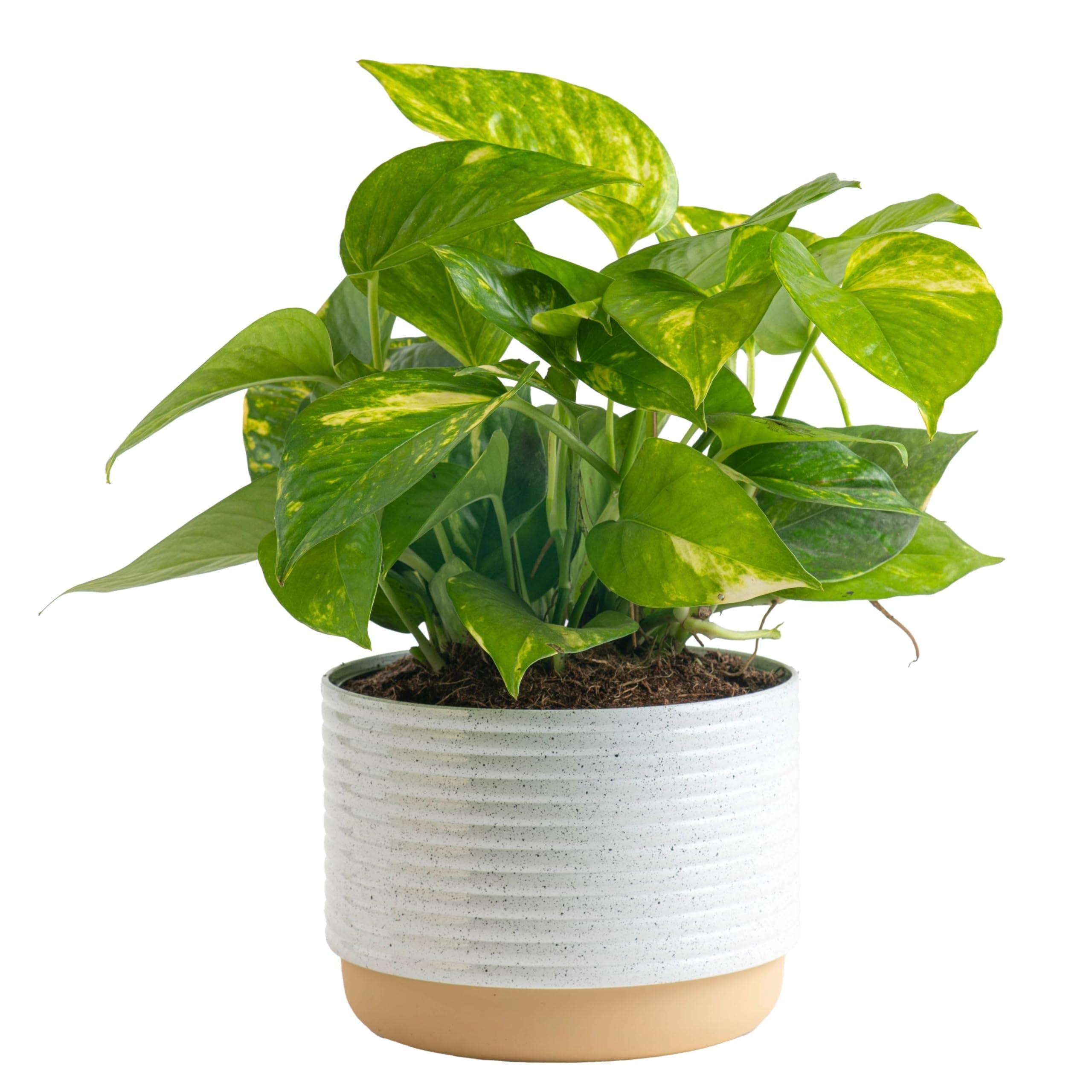 Costa Farms Live Pothos Plant, 10-Inches Tall, Easy to Grow Indoor Houseplant in 6-Inch Houseplant Pot, Vining, Trailing, Climbing Plant, Office, Desk or Home Décor