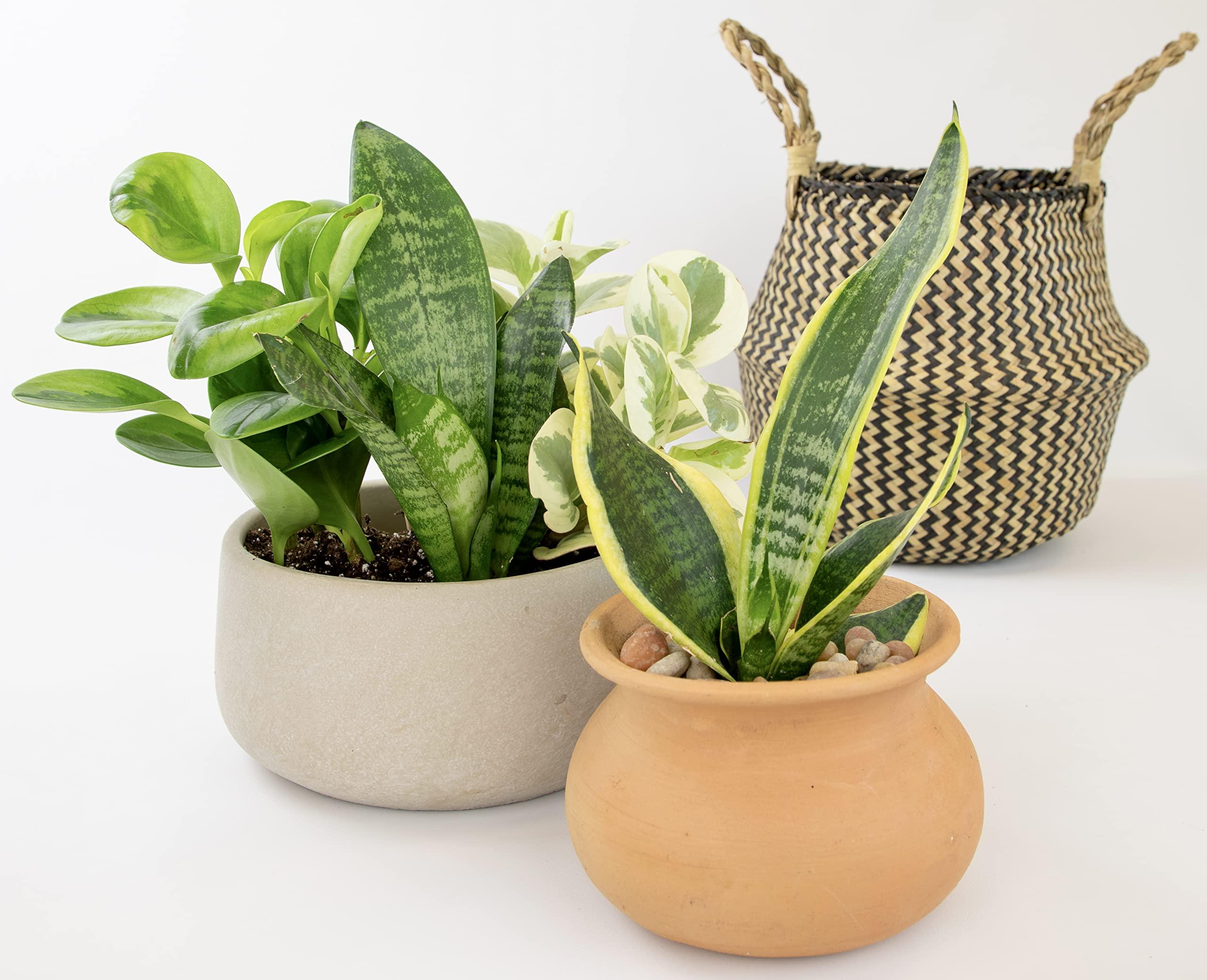 Essential Houseplant Collection (3PK) Live Plants Indoor Plants Live Houseplants in Plant Pots, Easy House Plants Indoors Live, Snake Plant, Pothos in Potting Soil, Clean Air Plants by Altman Plants - Image 5