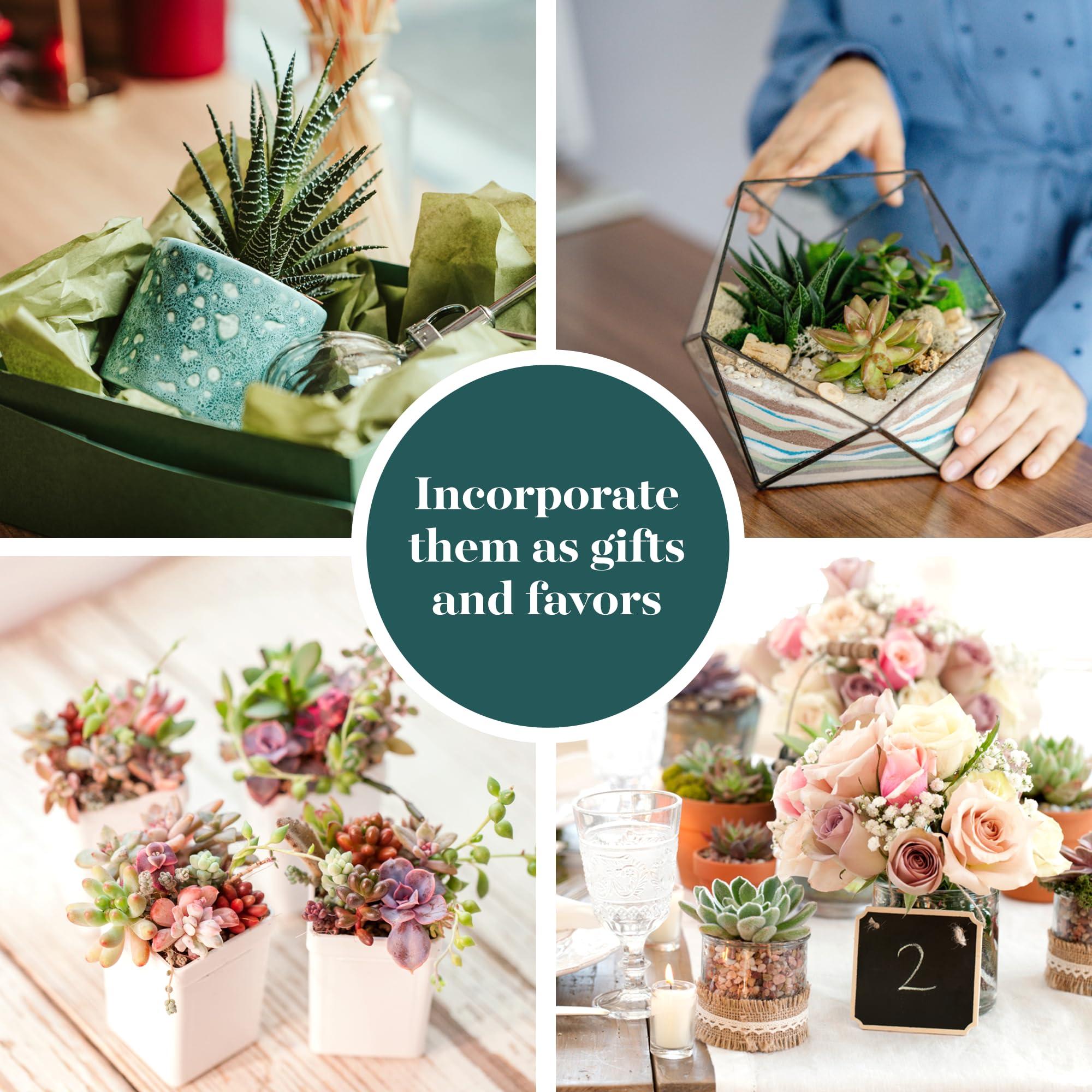 Shop Succulents Assorted Succulent Plant Pack Bulk Collection - Live Mini Succulent Plants, Low Maintenance, Mixture of Colors & Textures - Wedding and Party Favors, Gift & Garden, Pack of 20 - Image 5