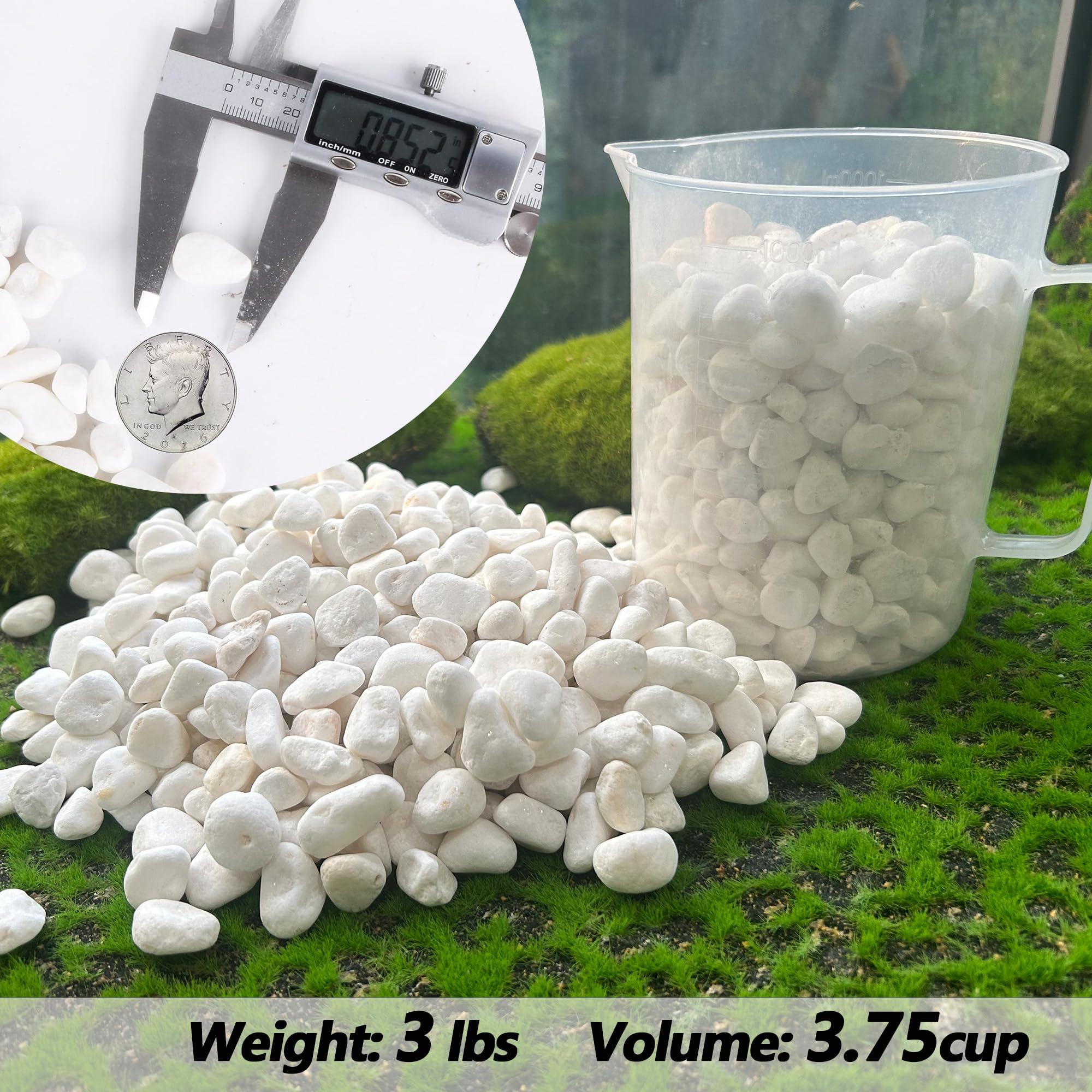 CJGQ White Pebbles for Plants Garden Vases 3 lb White Rocks Gravel Decorative Stone 1/2" - Image 2