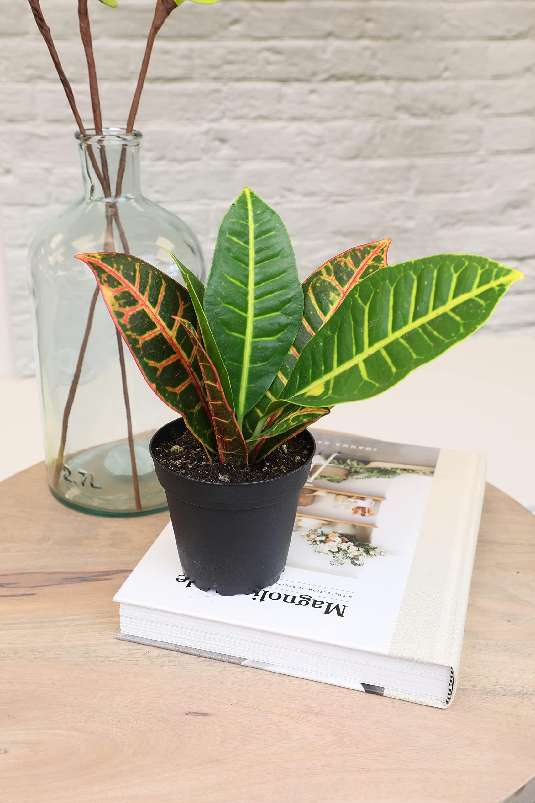 Essential Houseplant Collection (3PK) Live Plants Indoor Plants Live Houseplants in Plant Pots, Easy House Plants Indoors Live, Snake Plant, Pothos in Potting Soil, Clean Air Plants by Altman Plants - Image 10