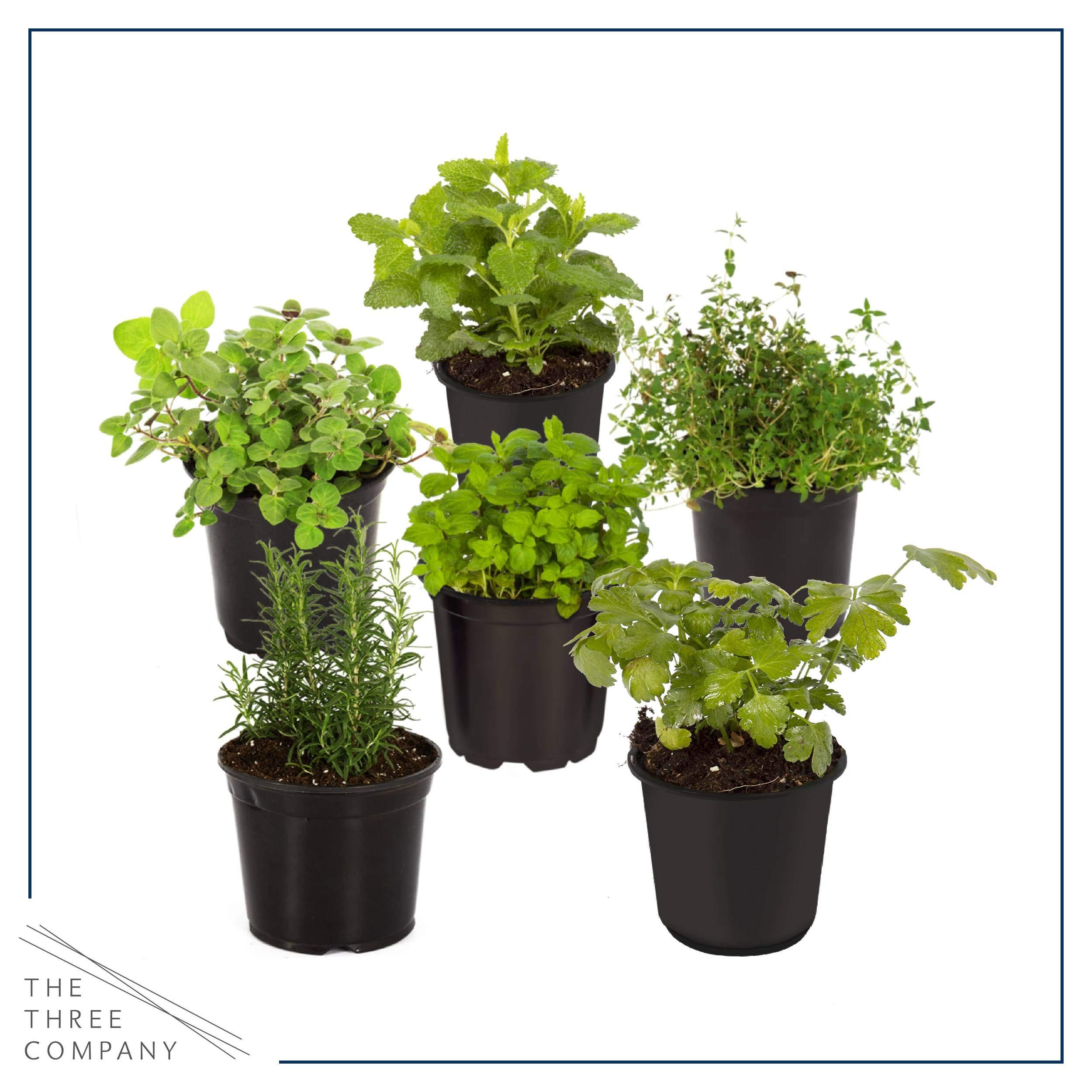 Live Aromatic and Edible Herb Assortment (Lemon Verbena, Eucalyptus, Mint, Lemon Balm, Other Assorted Herbs), 6 Plants Per Pack - Image 15