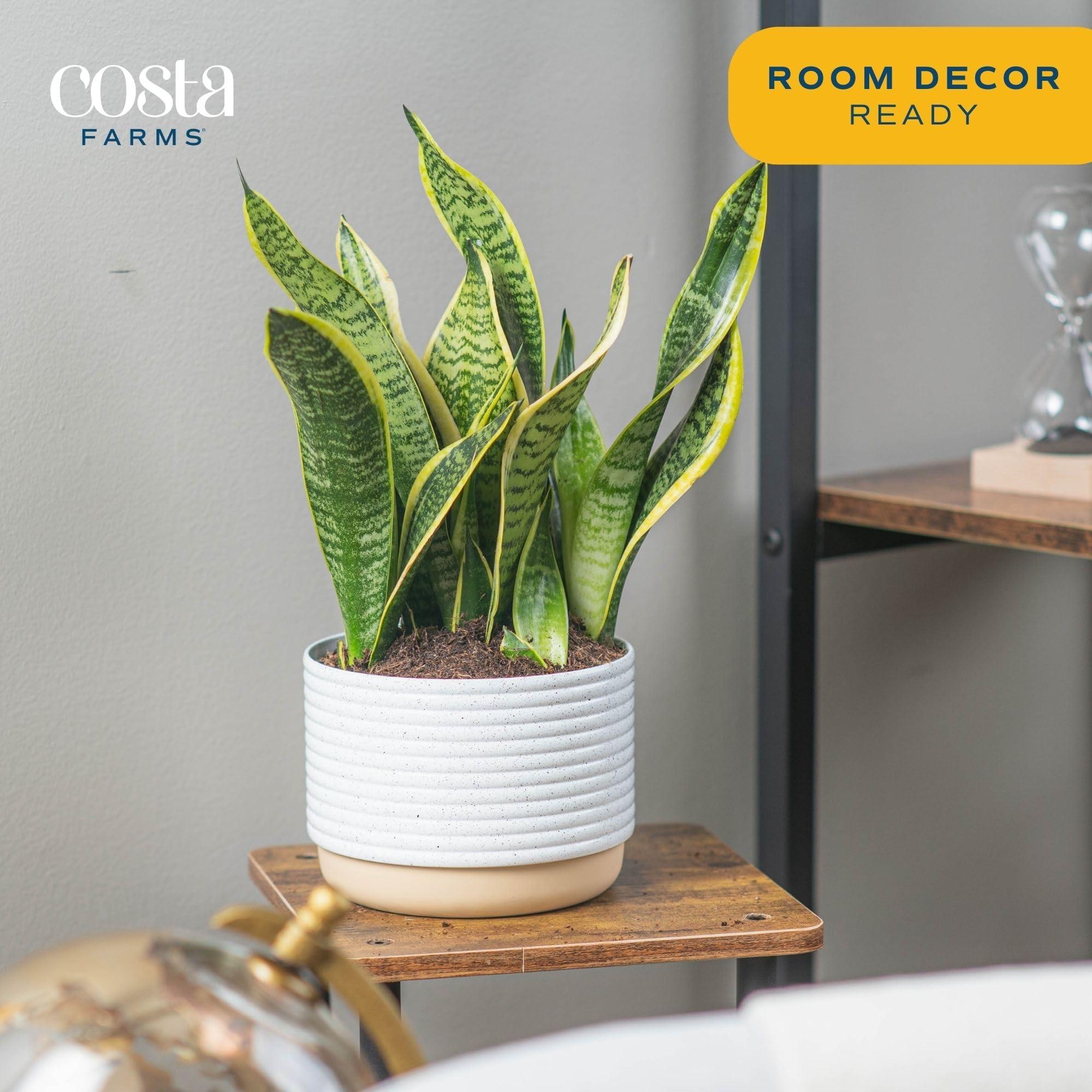 Costa Farms Snake, Sansevieria White-Natural Decor Planter Live Indoor Plant, 12-Inch Tall, Grower's Choice, Green, Yellow - Image 6