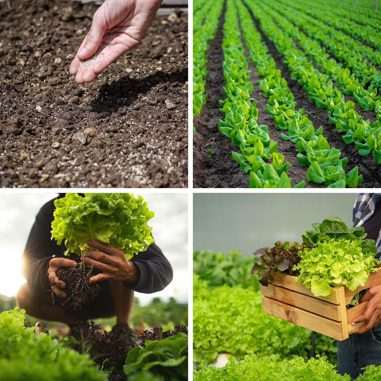 20,000+ Lettuce Seeds, Heirloom Vegetable Seed for Planting Indoor Outdoor, 10 Varieties Fresh Lettuce Salad Seeds Garden Hydroponics Kit - Romaine, Iceberg, Boston, Bibb and More, Non-GMO - Image 7