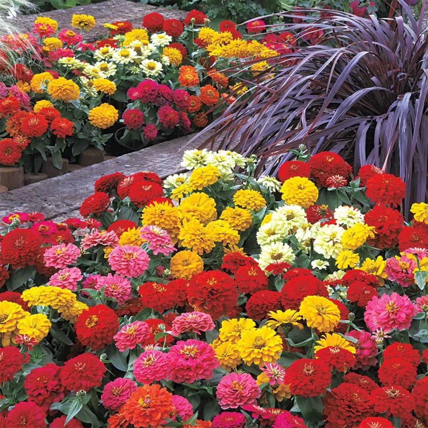 1000+ Crazy Blend Zinnia Seeds for Planting Zinnia Elegans Heirloom Open Pollinated & Untreated Mixed Color Zinnia Flowers - Image 6