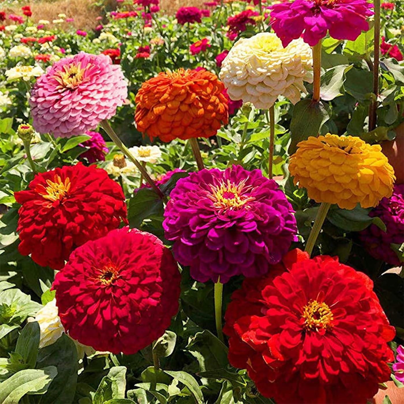 1000+ Crazy Blend Zinnia Seeds for Planting Zinnia Elegans Heirloom Open Pollinated & Untreated Mixed Color Zinnia Flowers - Image 3