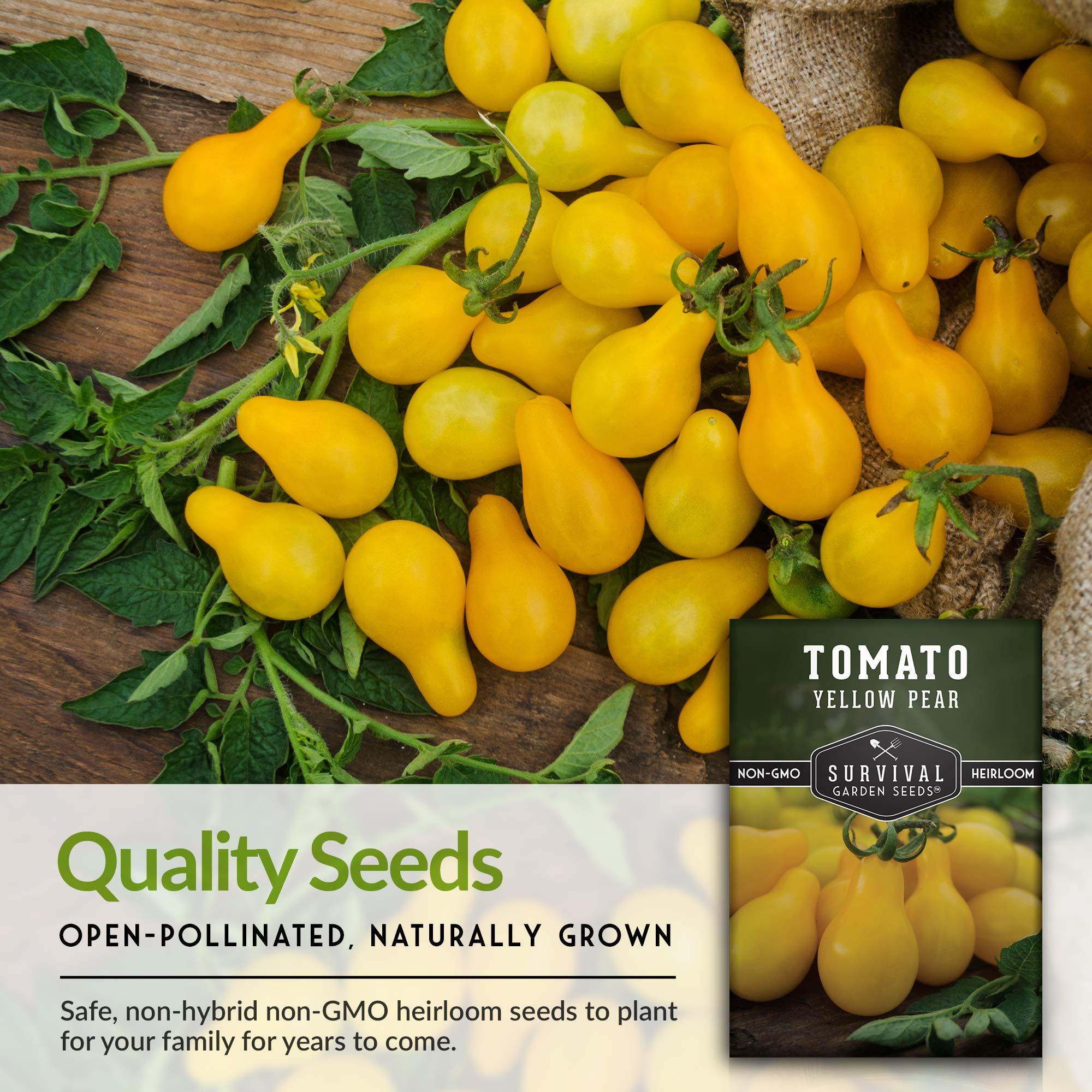 1 Pack Yellow Pear Tomato Seed for Planting - Packet with Instructions to Grow Golden Tomatoes in Your Home Vegetable Garden - Non-GMO Heirloom Variety - Survival Garden Seeds - Image 7
