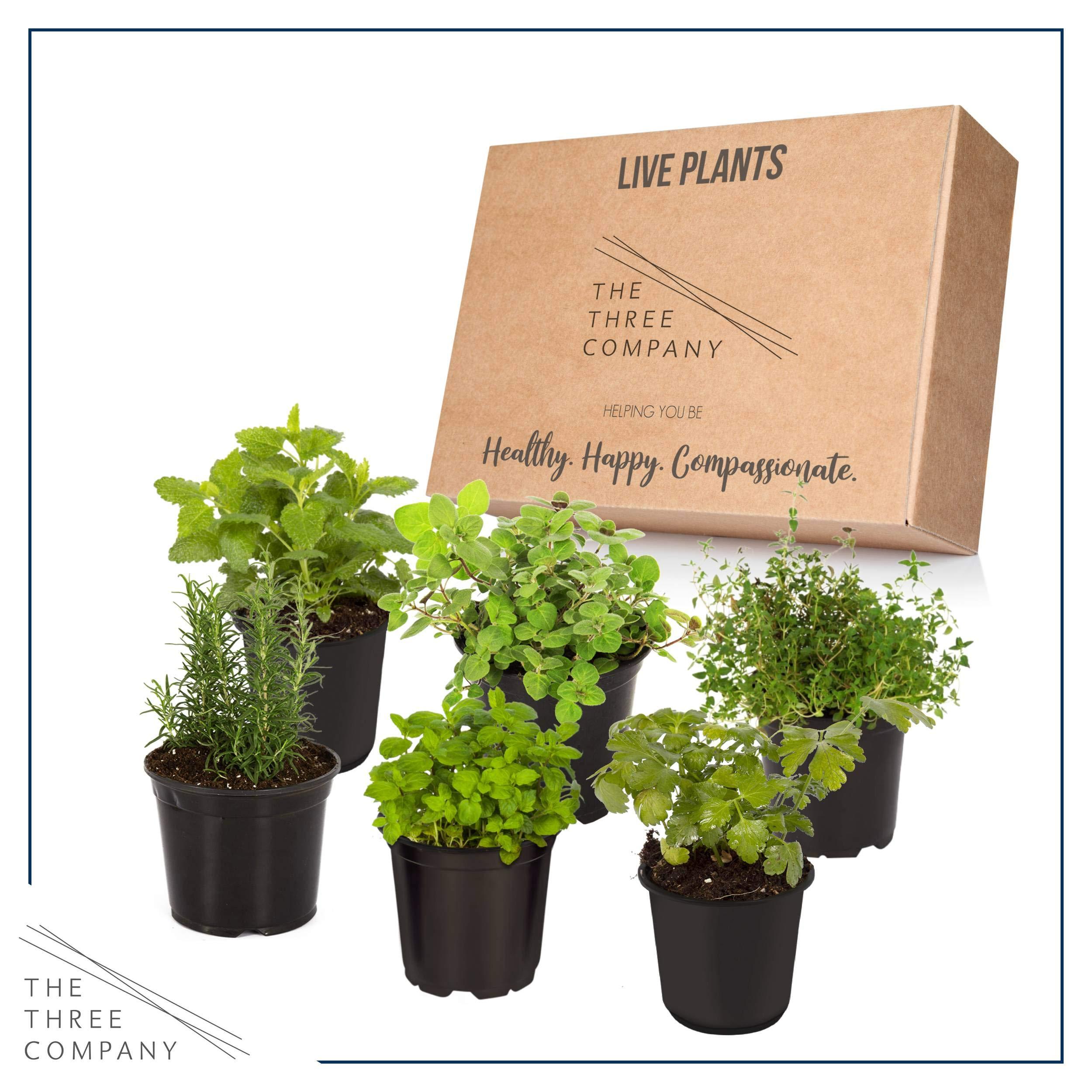 Live Aromatic and Edible Herb Assortment (Lemon Verbena, Eucalyptus, Mint, Lemon Balm, Other Assorted Herbs), 6 Plants Per Pack - Image 4