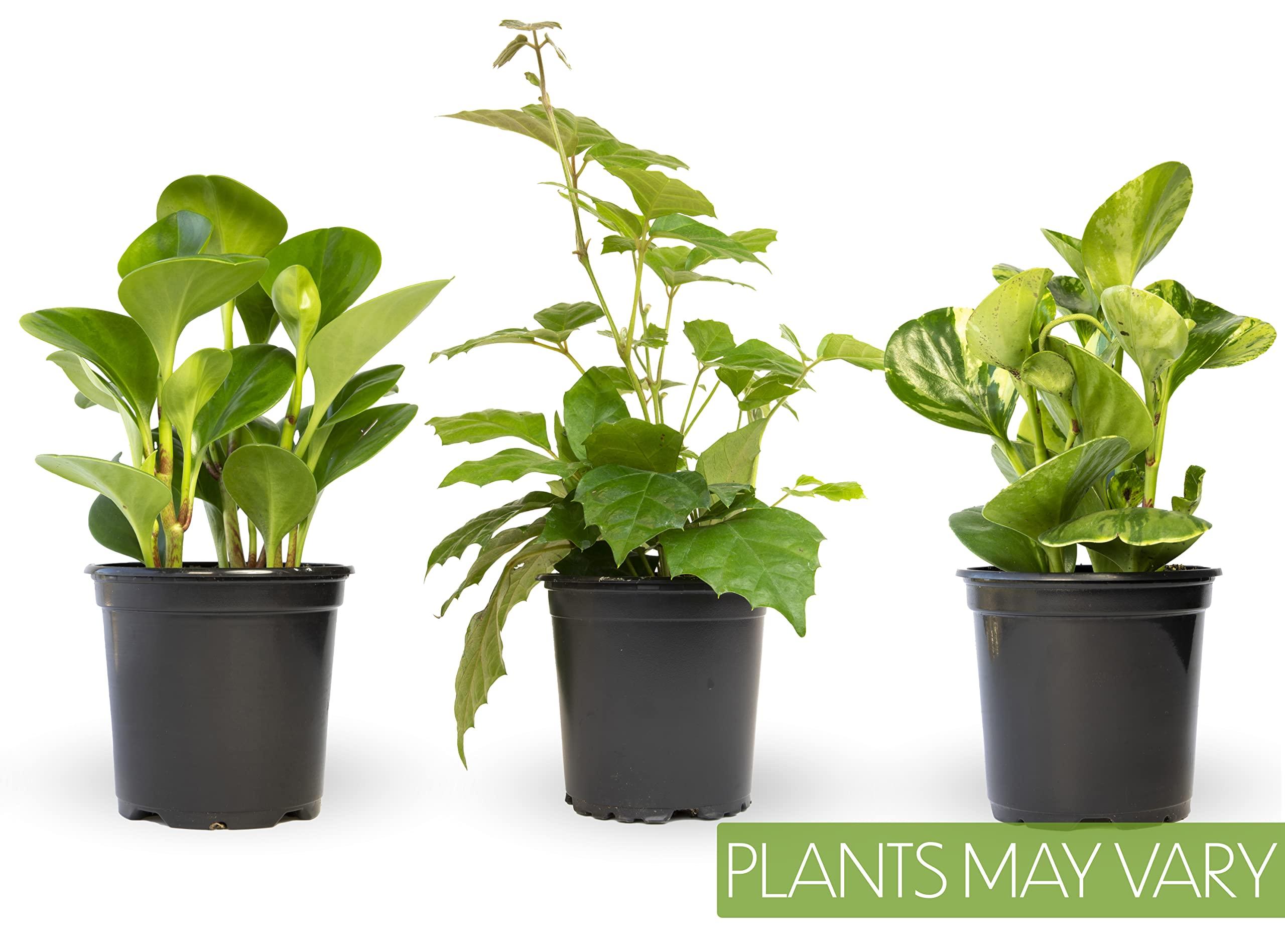Essential Houseplant Collection (3PK) Live Plants Indoor Plants Live Houseplants in Plant Pots, Easy House Plants Indoors Live, Snake Plant, Pothos in Potting Soil, Clean Air Plants by Altman Plants - Image 13