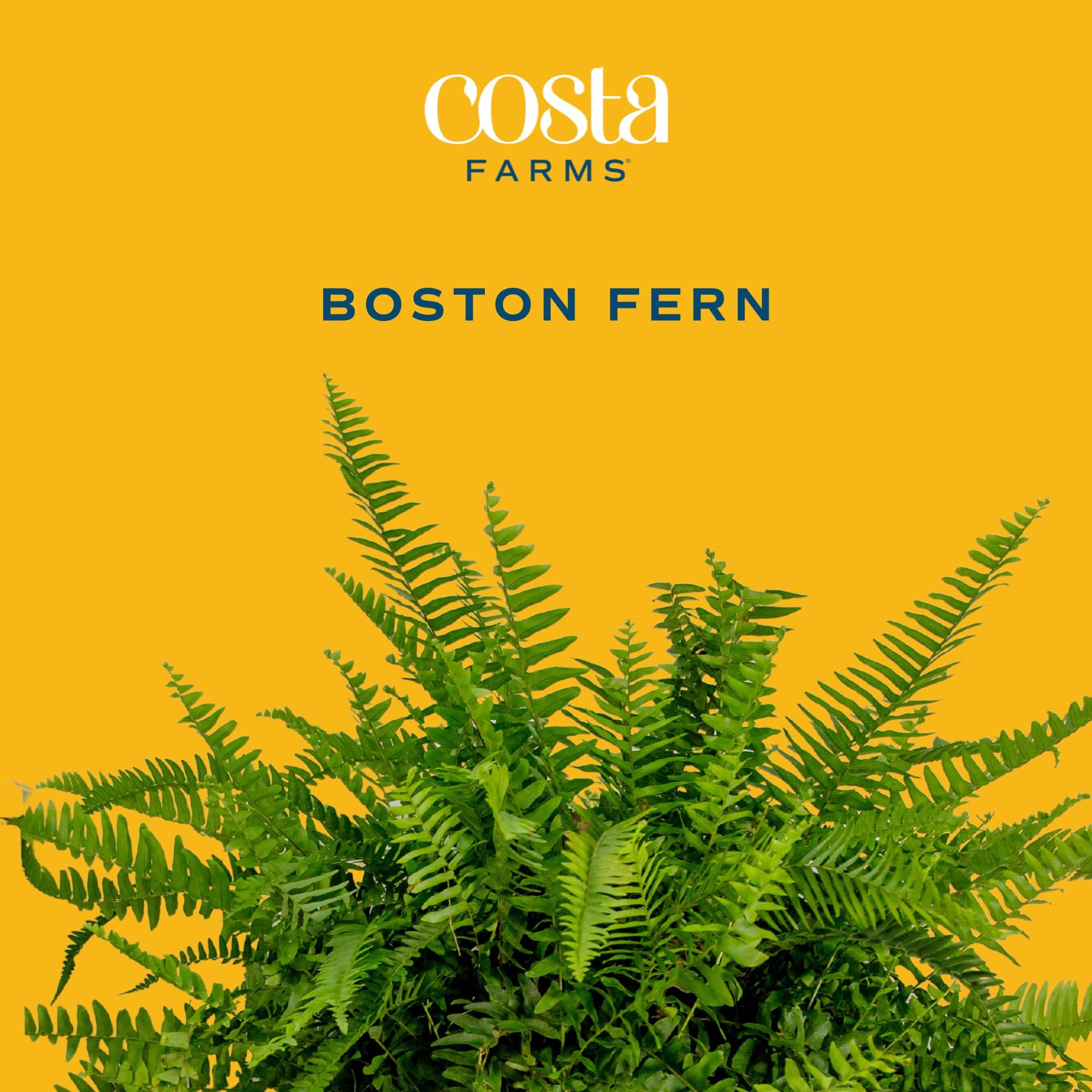 Costa Farms Ferns (2 Pack), Live Premium Boston Fern Plants in Hanging Basket Planters, Houseplants Potted in Soil Potting Mix, Outdoor Garden Gift, Beautiful Home Patio Décor, 16-Inches Tall - Image 3