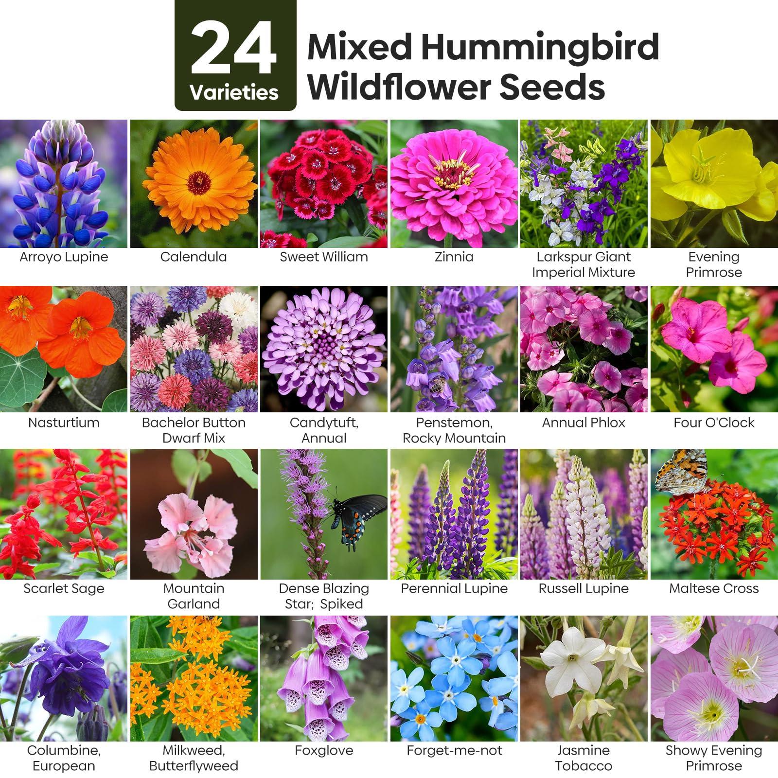 Wildflower Seeds Hummingbird and Butterfly Mix 1 Ounce, No Filler, 24 Varieties Flowers Seeds to Plant Outside, Annual Perennial, Bulk Resealable Package - Image 2