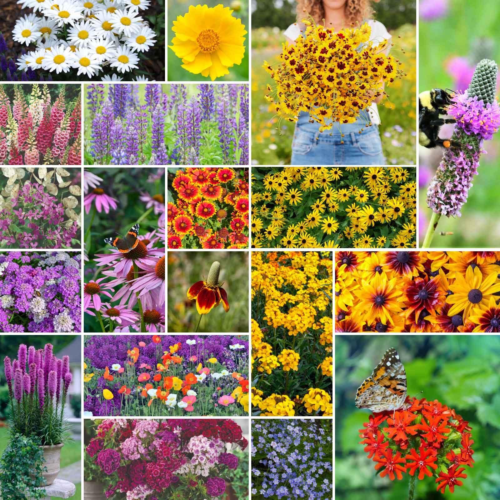 Eden Brothers All Perennial Wildflower Mixed Seeds for Planting, 1/4 lb, 120,000+ Seeds with Lupine, Shasta Daisy | Attracts Pollinators, Plant in Spring or Fall, Zones 3, 4, 5, 6, 7, 8, 9, 10