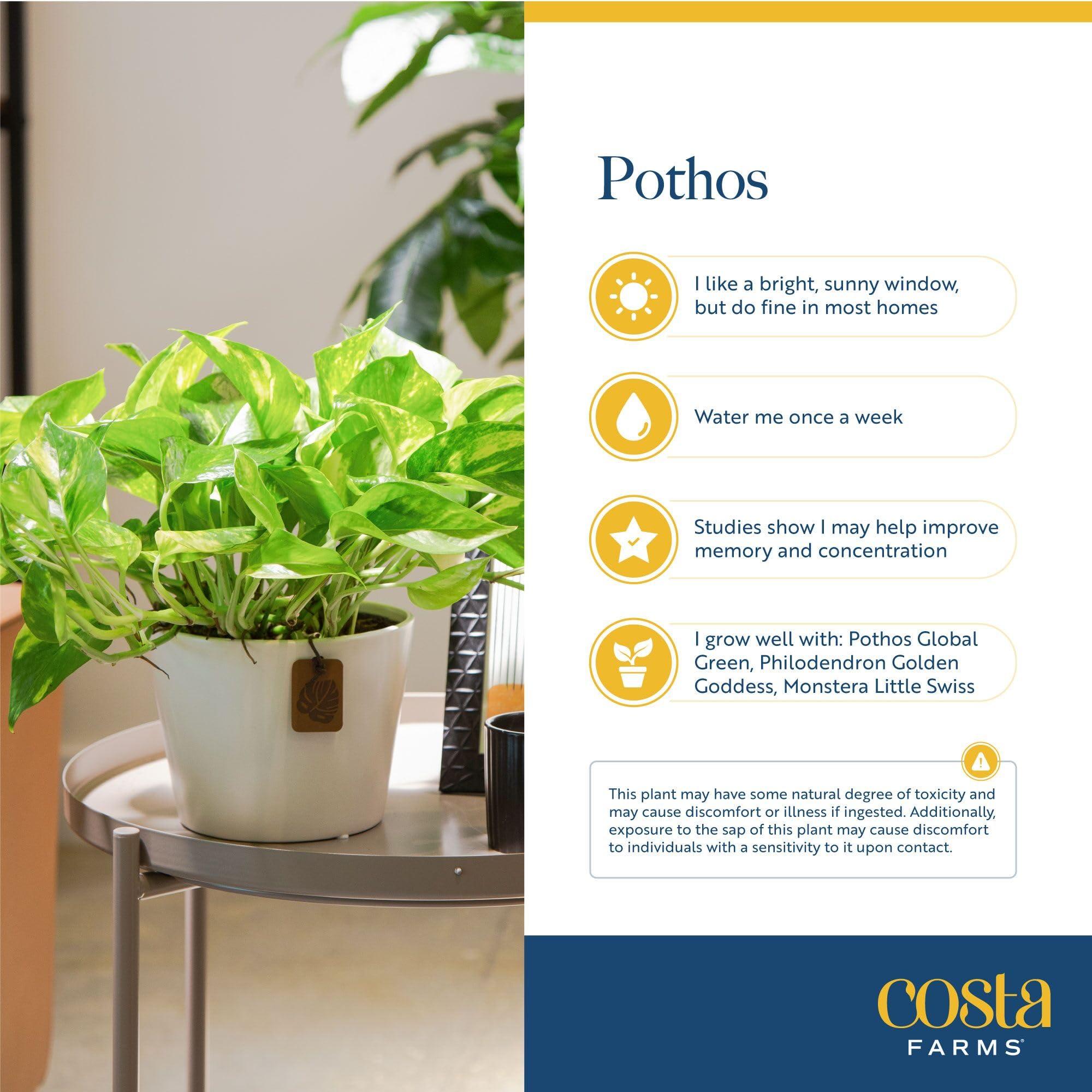 Costa Farms Golden Pothos Live Plant, Easy Care Indoor House Plant in Modern Decor Planter Pot, Potting Soil, Natural Air Purifier Houseplant, Housewarming Gift, Home Decor, Room Decor, 10-Inches Tall - Image 6