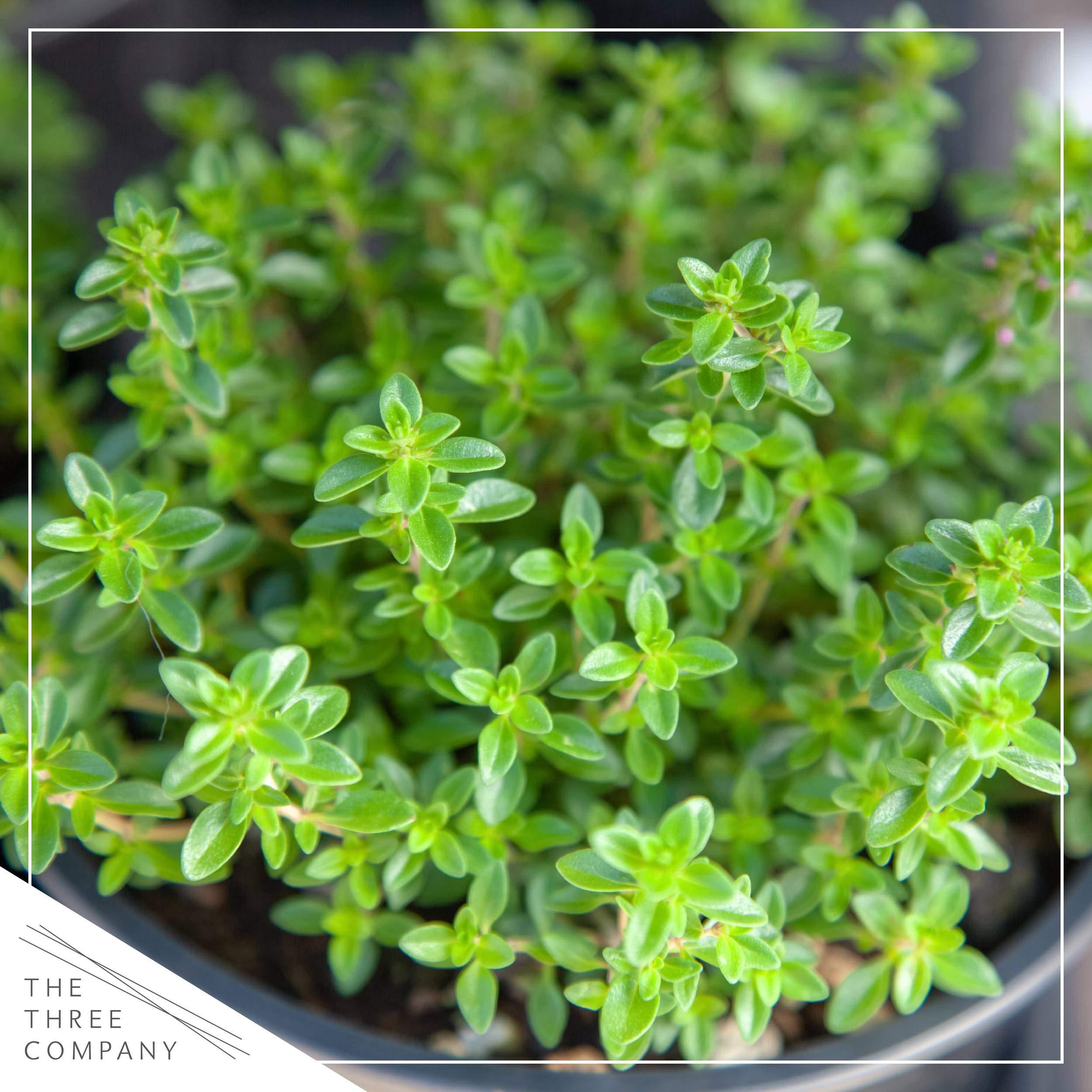 Live Aromatic and Edible Herb Assortment (Lemon Verbena, Eucalyptus, Mint, Lemon Balm, Other Assorted Herbs), 6 Plants Per Pack - Image 10