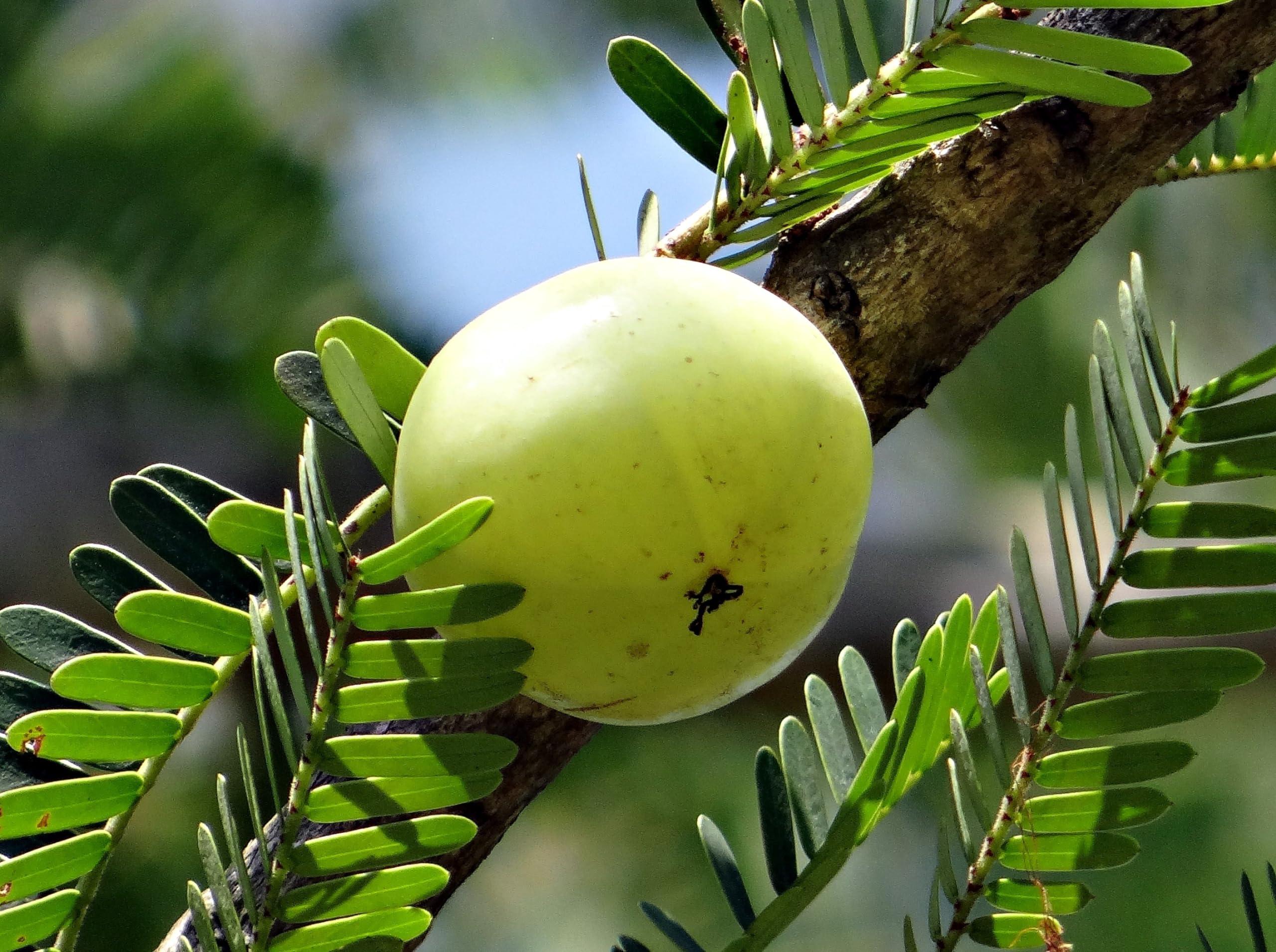 Amla Powder, Made From 100% Phyllanthus Emblica - Pure, Natural Emblic Myrobalan, Ground Indian Gooseberry - Net Weight: 1.76oz/50g - Image 4