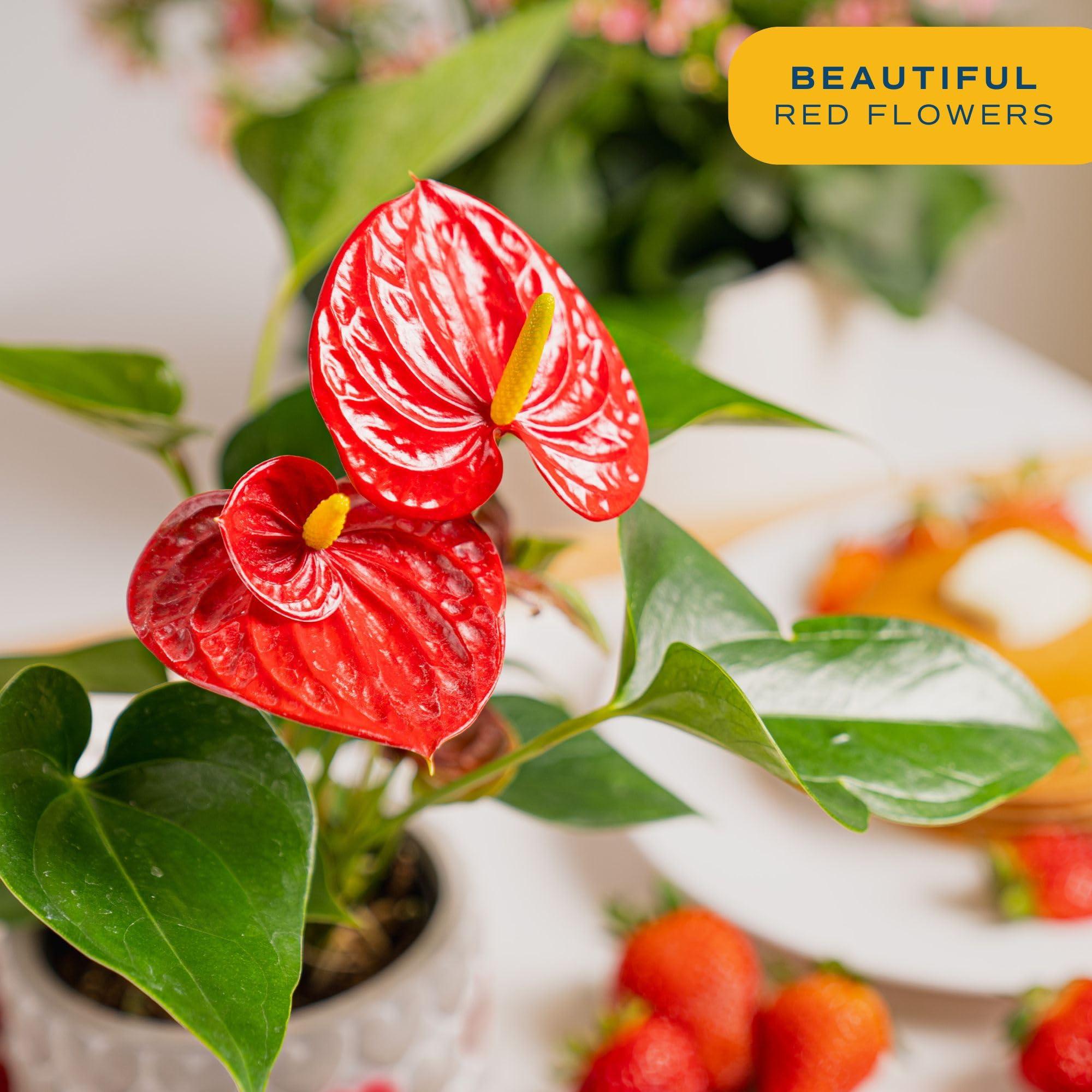 Costa Farms Anthurium Live Plant, 12-Inches Tall, Flowering Indoor Houseplant with Red Flowers in 4-Inch Cute Decor Pot, Unique Gift for Office, Home, Room Decor - Image 4