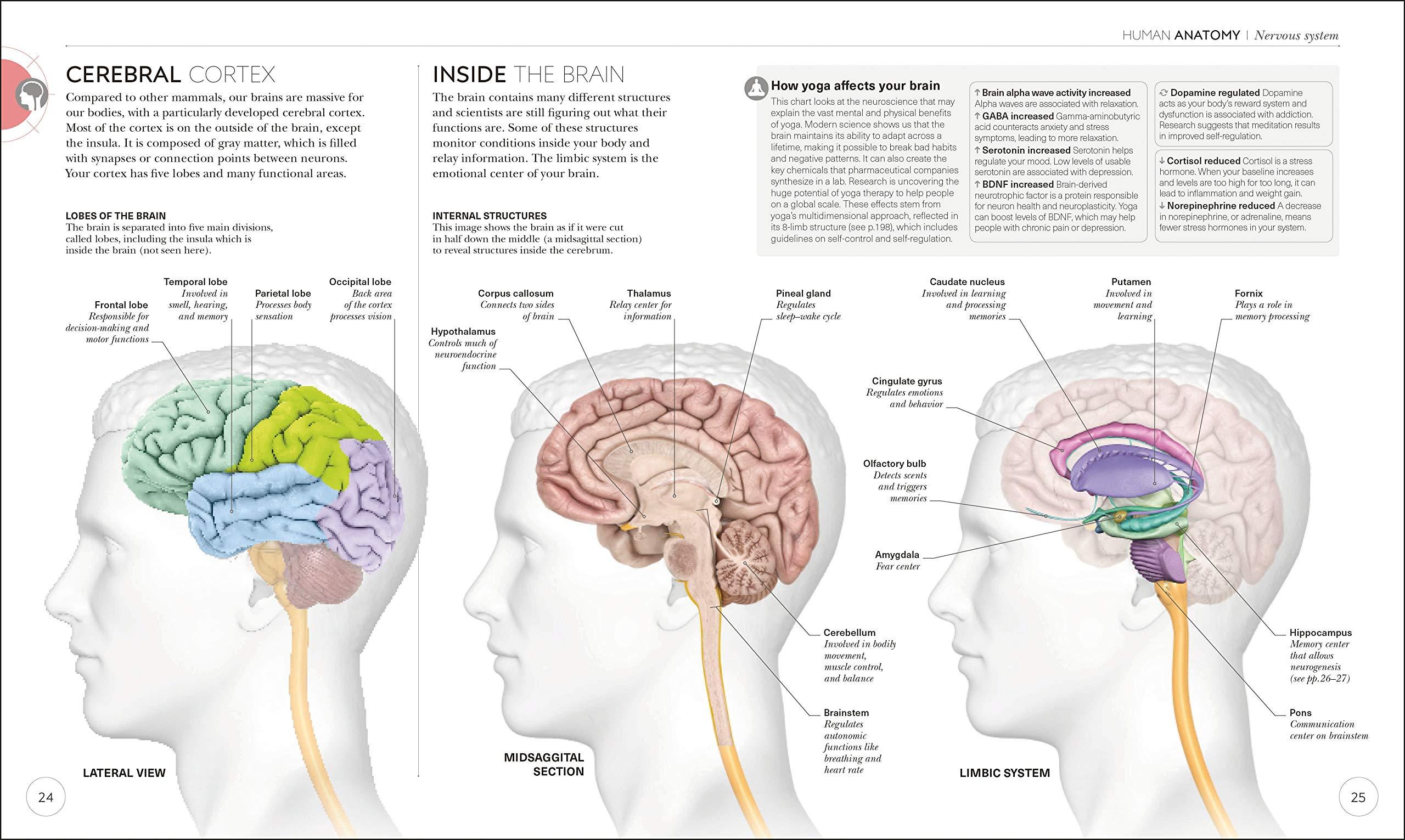 Science of Yoga: Understand the Anatomy and Physiology to Perfect Your Practice (DK Science of) - Image 6