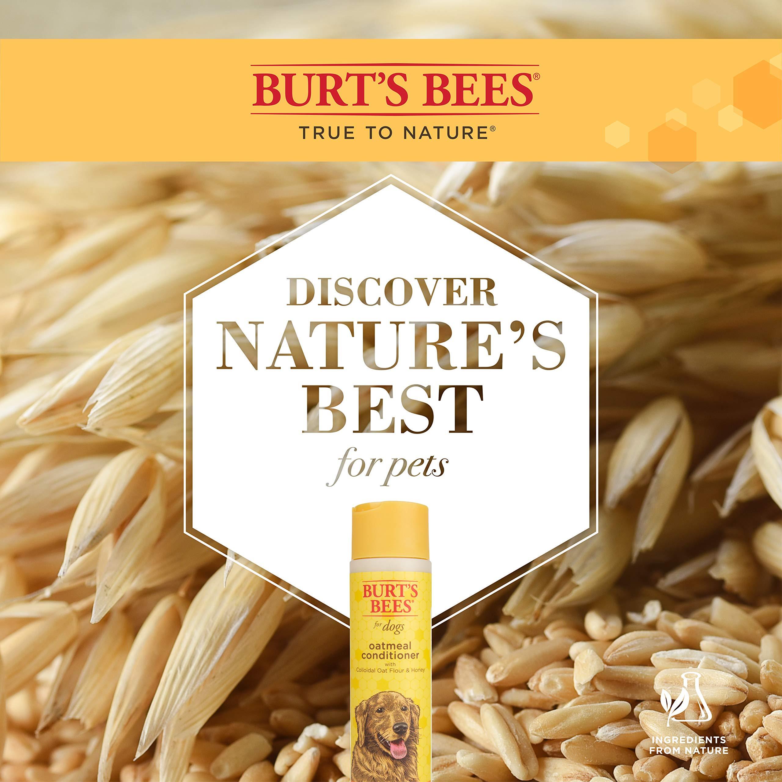 Burt's Bees for Pets Oatmeal Dog Conditioner with Colloidal Oat Flour and Honey, 95% Natural Origin Formulas, Gentle Dog Conditioner, Best Dog Conditioner for Itchy Dogs, 10 oz - Image 5
