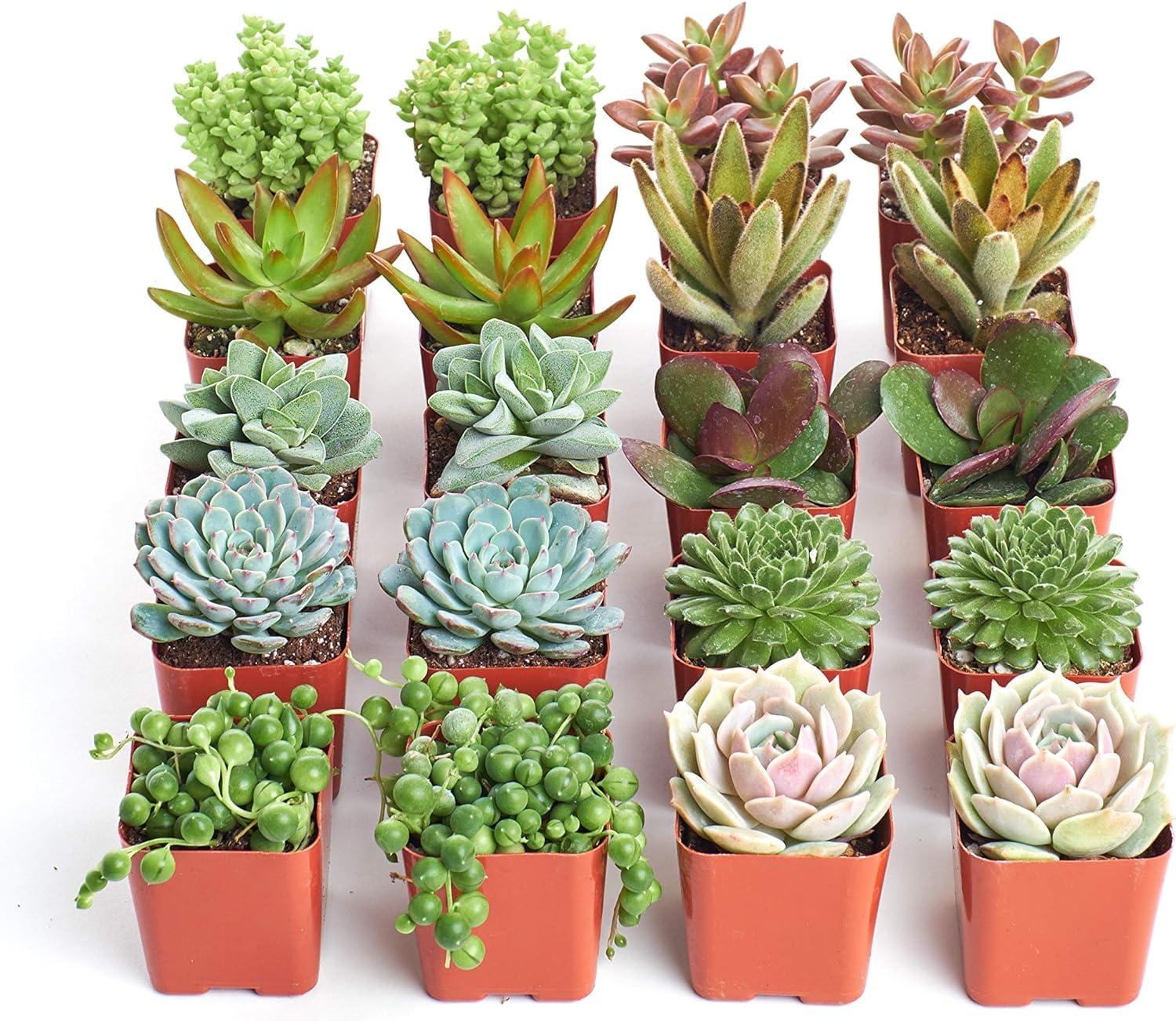 Shop Succulents Assorted Succulent Plant Pack Bulk Collection - Live Mini Succulent Plants, Low Maintenance, Mixture of Colors & Textures - Wedding and Party Favors, Gift & Garden, Pack of 20 - Image 2