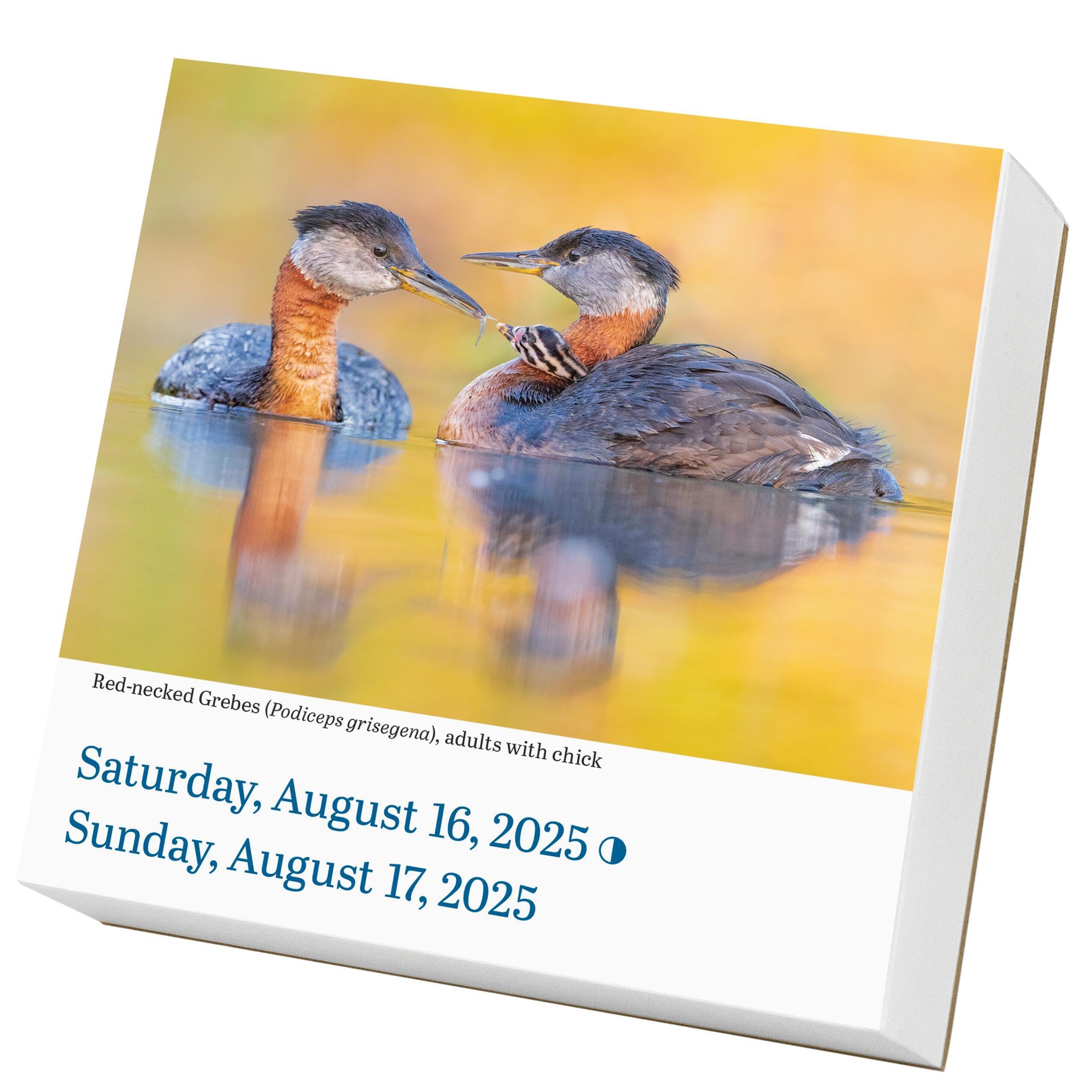 Audubon Birds Page-A-Day® Calendar 2025: The World's Favorite Bird Calendar - Image 3
