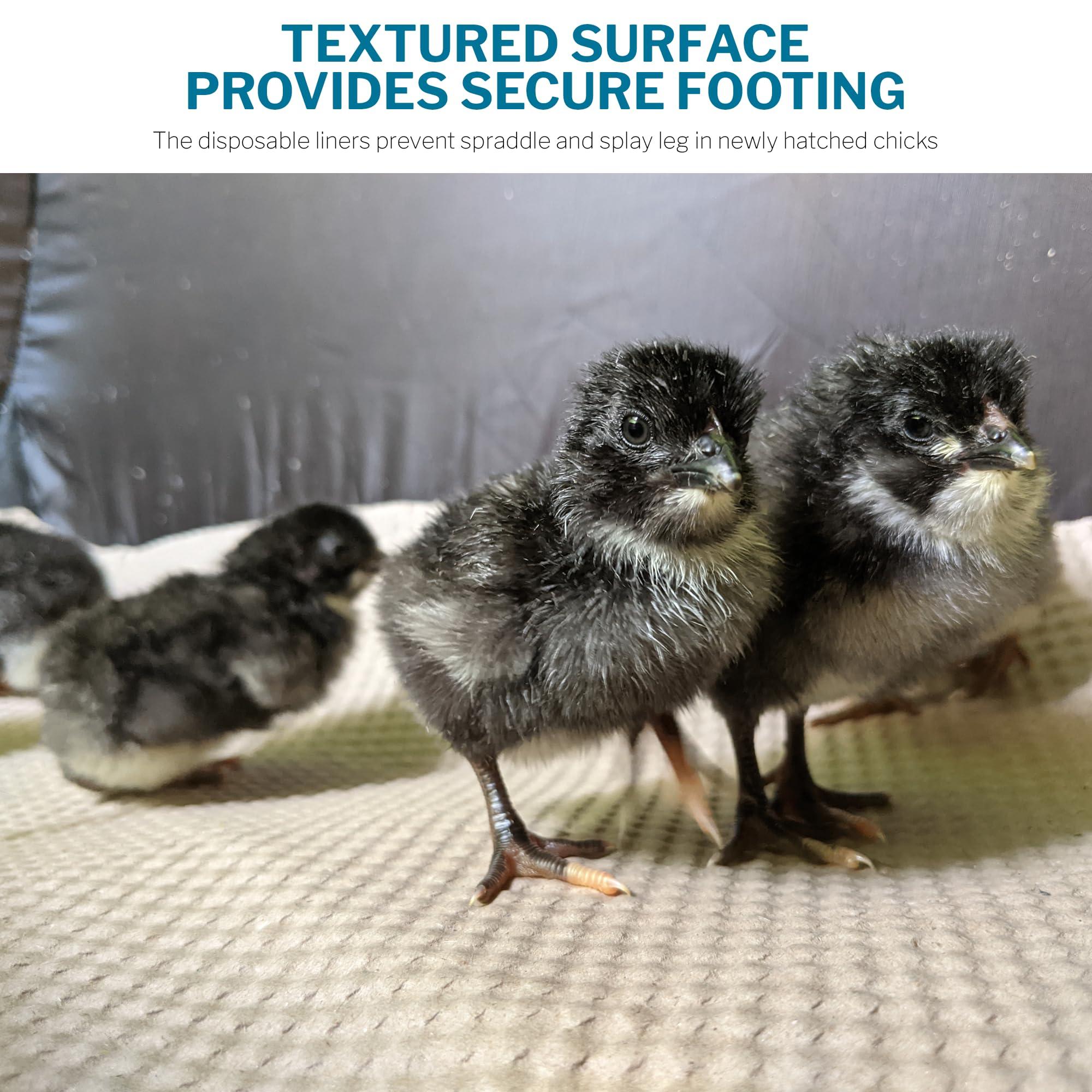 Incubator Warehouse Insta Brooder™ Enclosed Brooder Pen for Hatchlings - Image 7