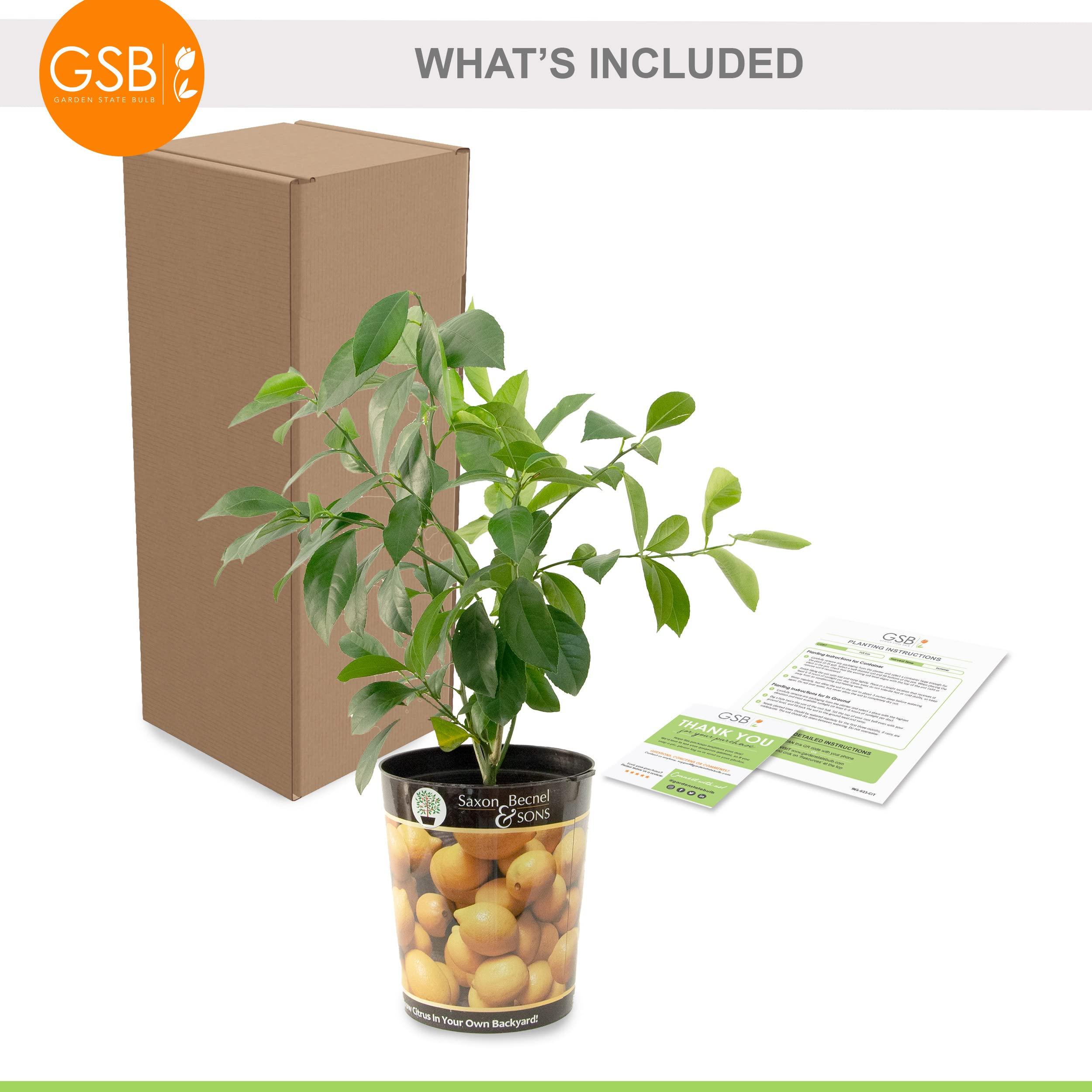 Garden State Bulb Meyer Lemon Tree, Citrus Live Plant (1 Gallon Growers Pot) Cannot Ship FL, AZ, CA, TX, LA - Image 3