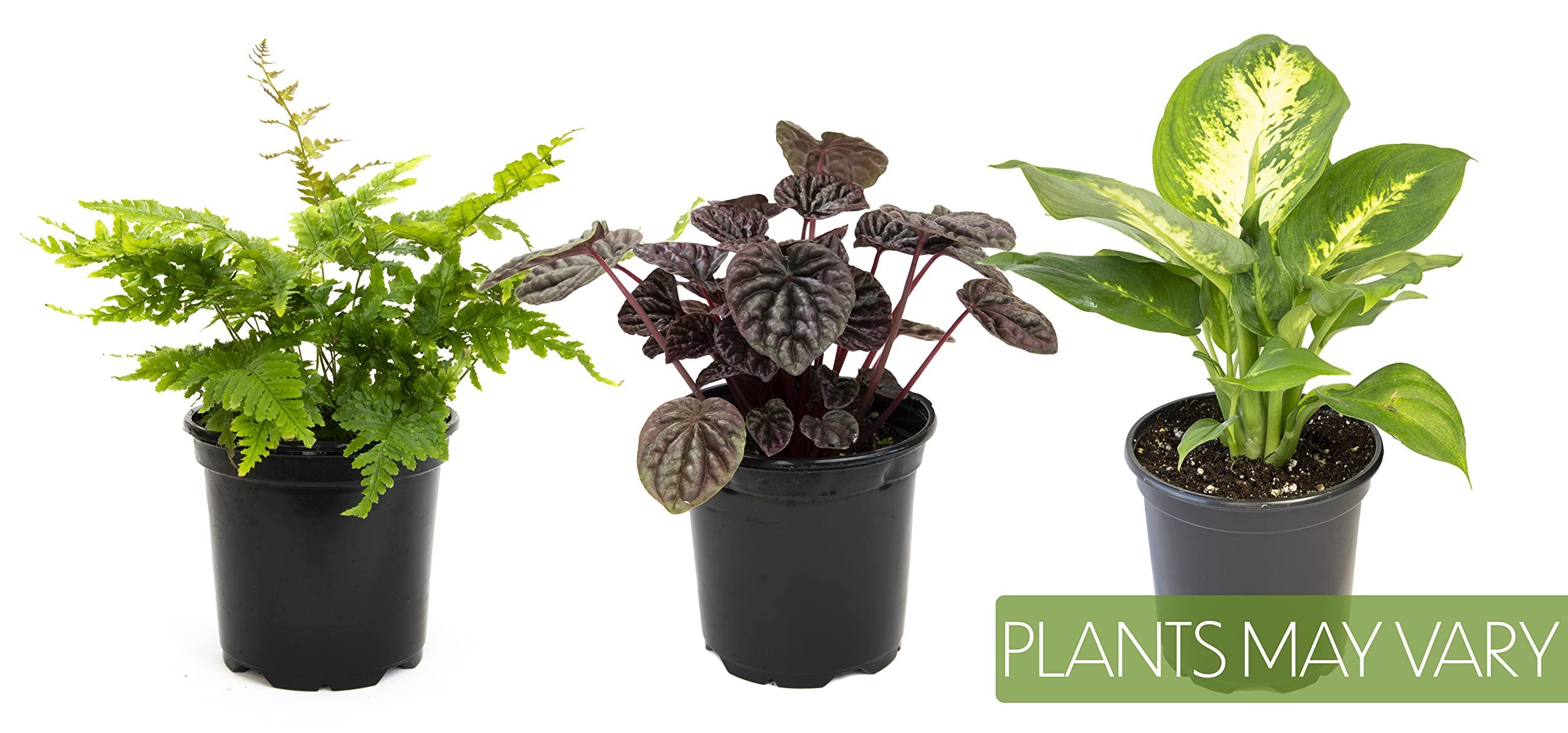 Essential Houseplant Collection (3PK) Live Plants Indoor Plants Live Houseplants in Plant Pots, Easy House Plants Indoors Live, Snake Plant, Pothos in Potting Soil, Clean Air Plants by Altman Plants - Image 11