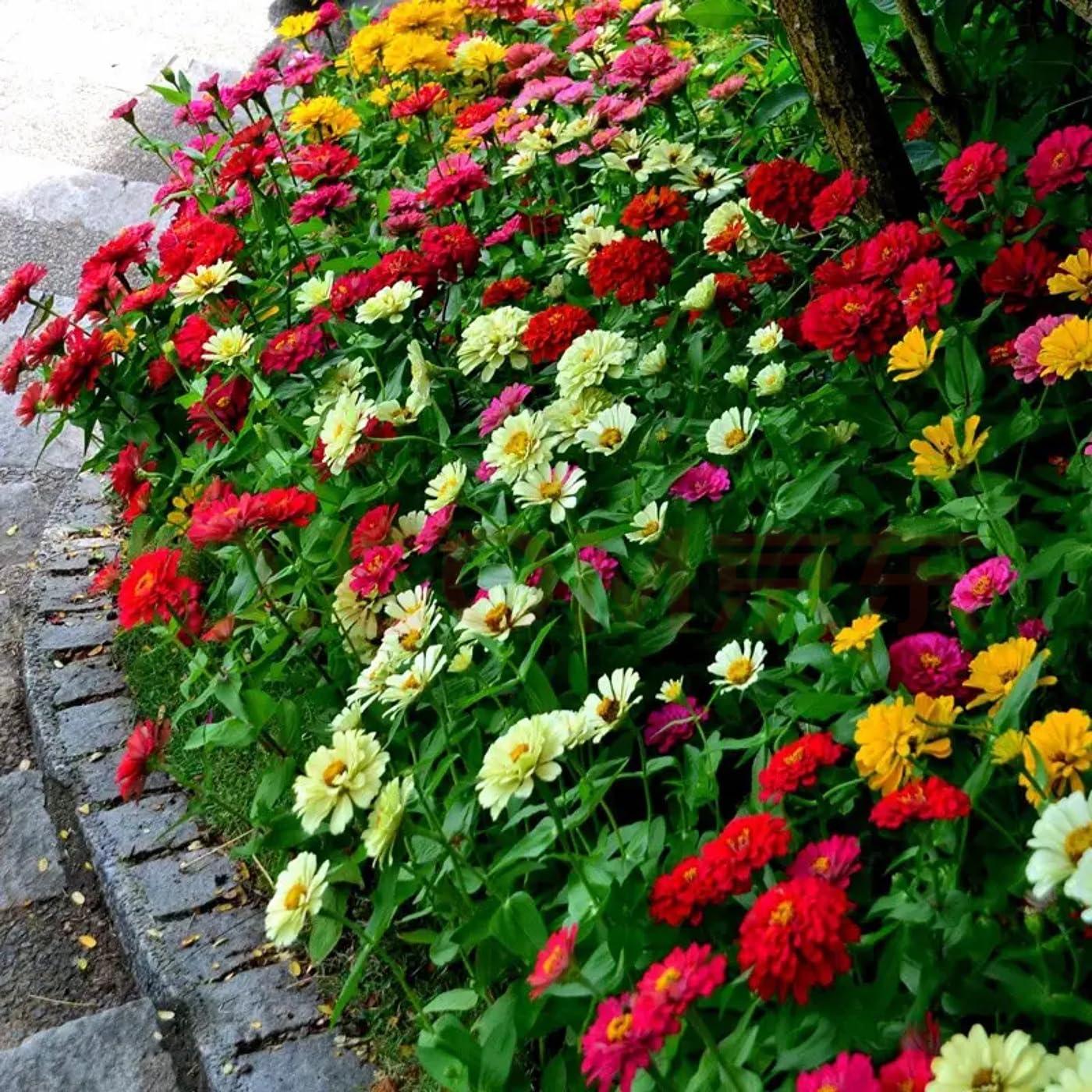 1000+ Crazy Blend Zinnia Seeds for Planting Zinnia Elegans Heirloom Open Pollinated & Untreated Mixed Color Zinnia Flowers - Image 4